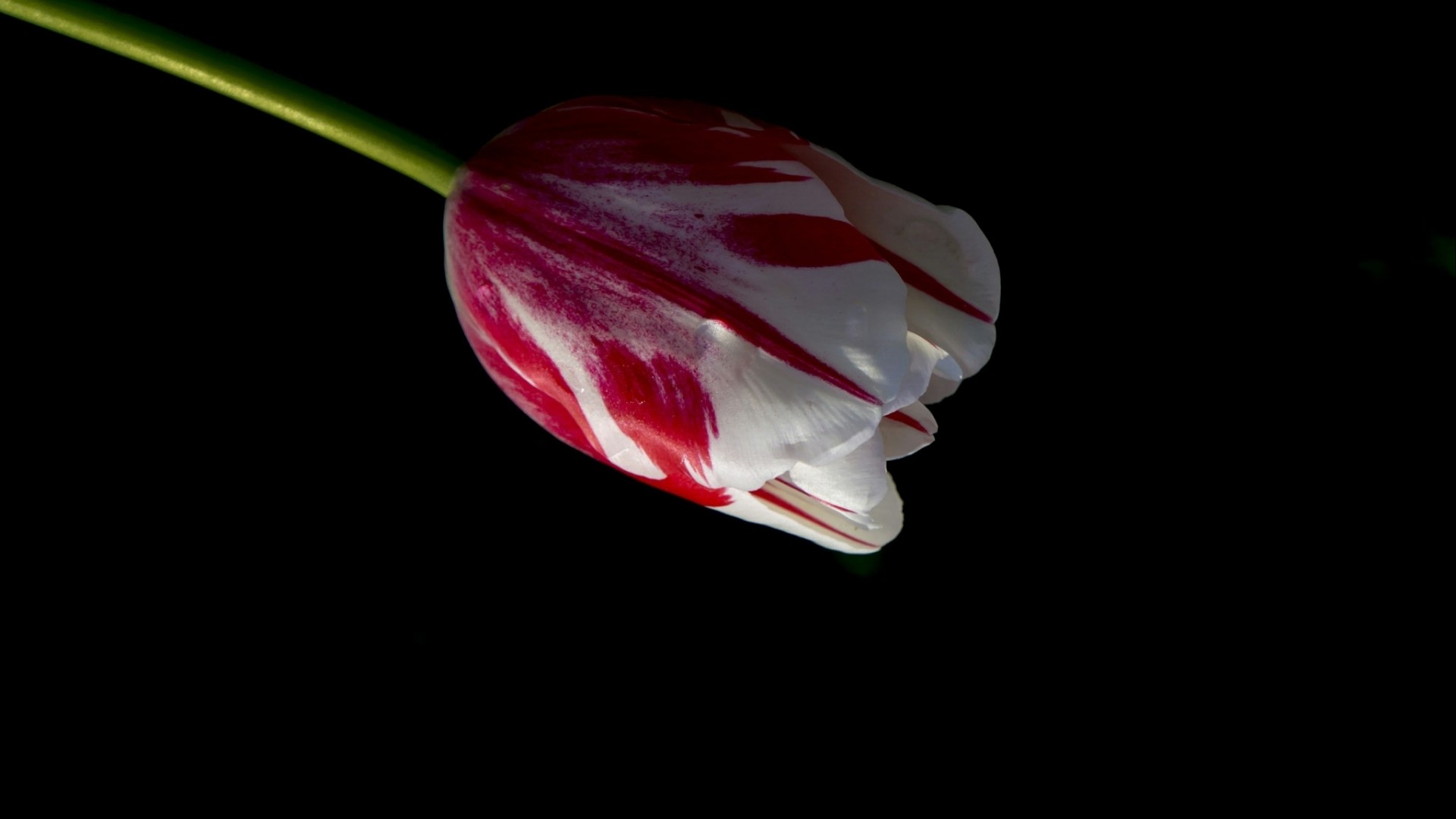 Red and white tulip on black background HD Wallpaper