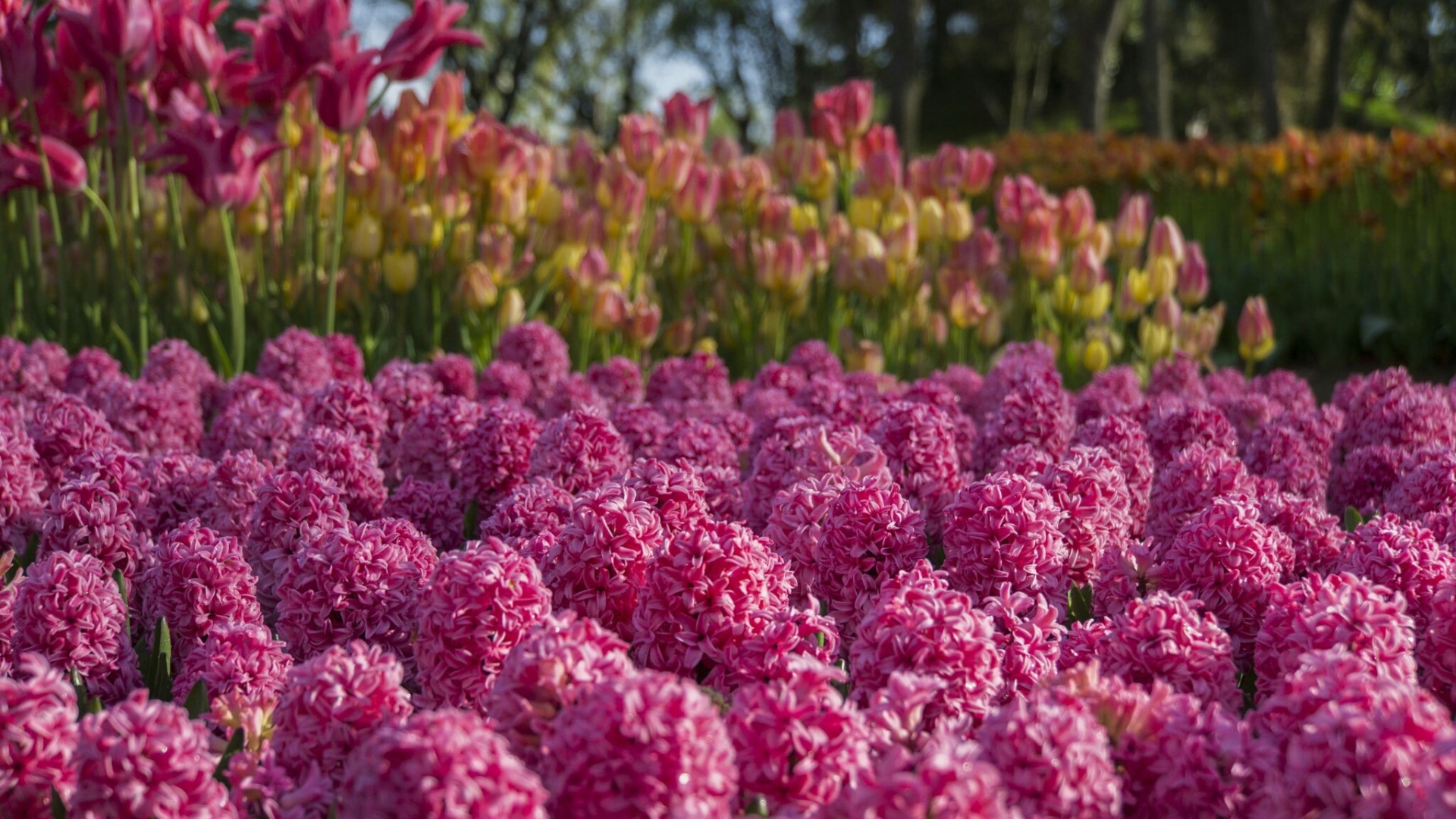 Pink and yellow tulips in a garden HD Wallpaper