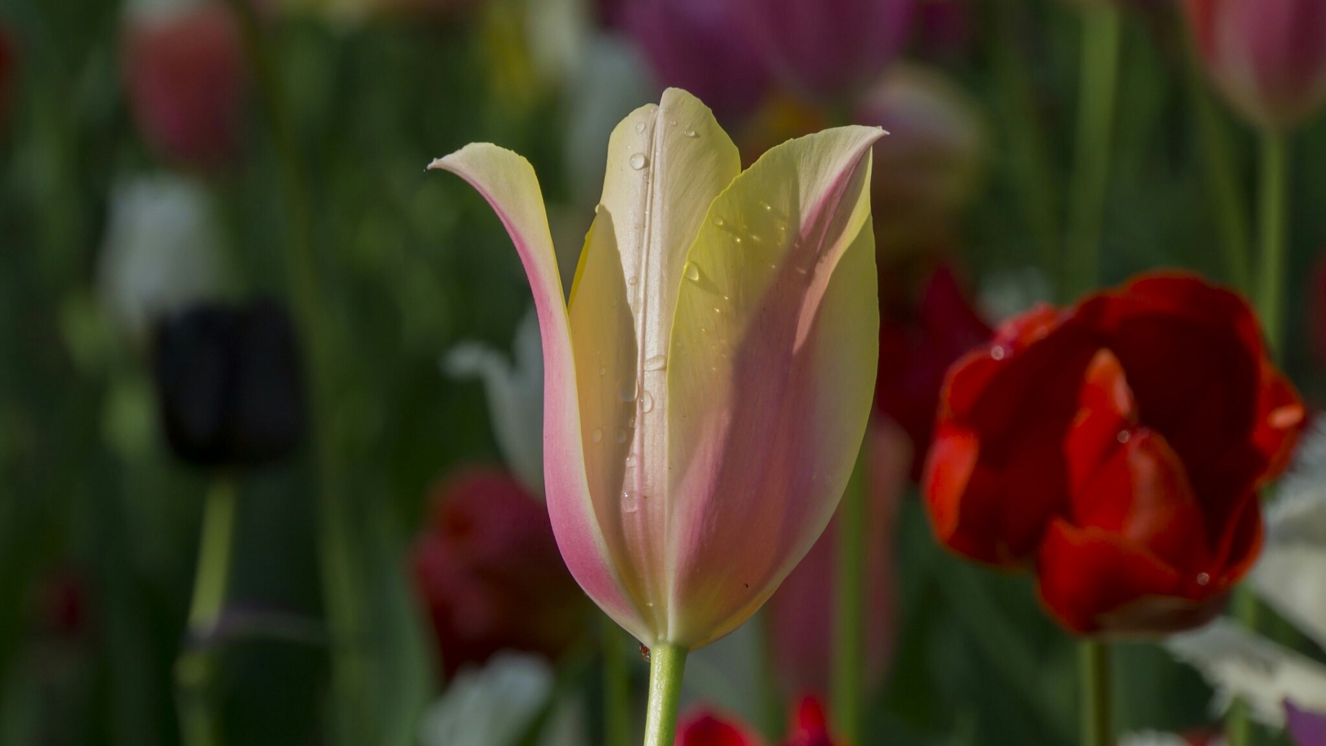 Close-up of a bi-colored tulip with water droplets HD Wallpaper