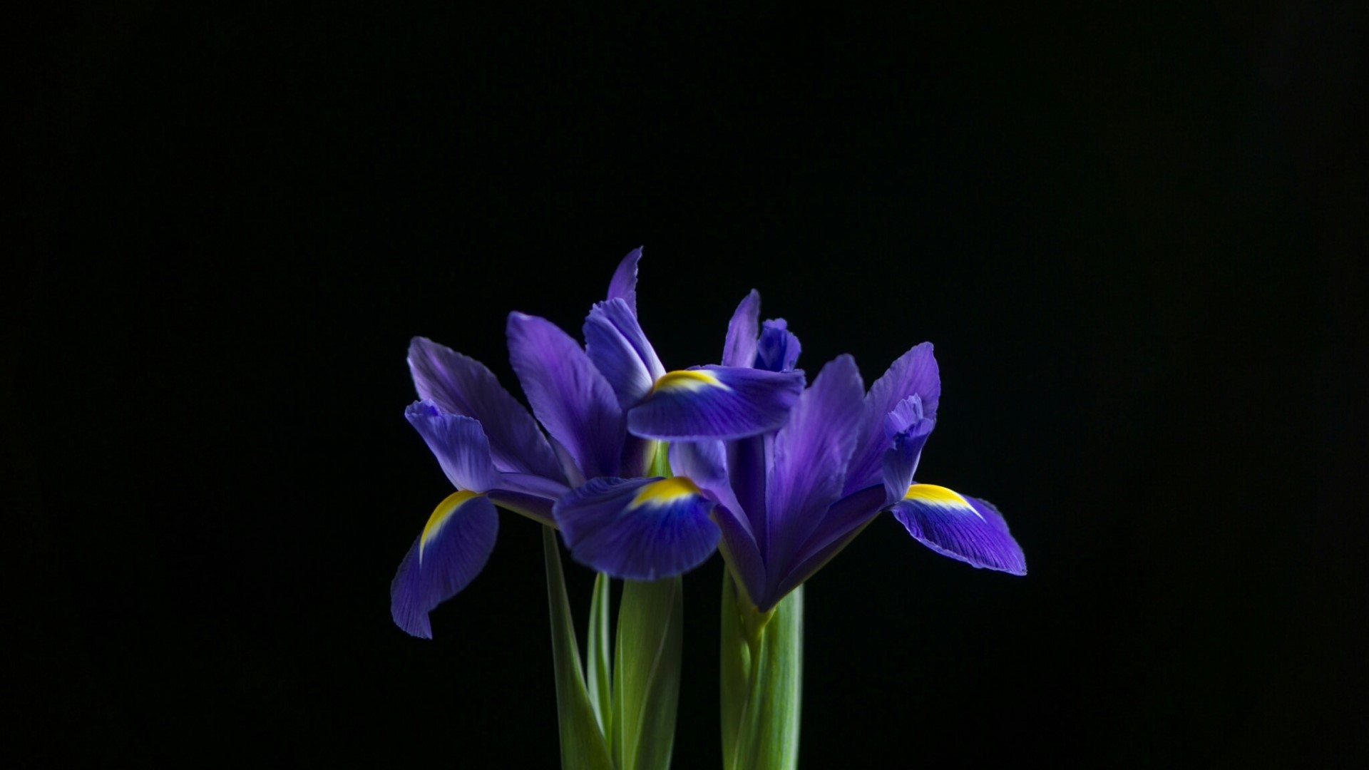 Purple Irises with Yellow Accents on Black Background HD Wallpaper