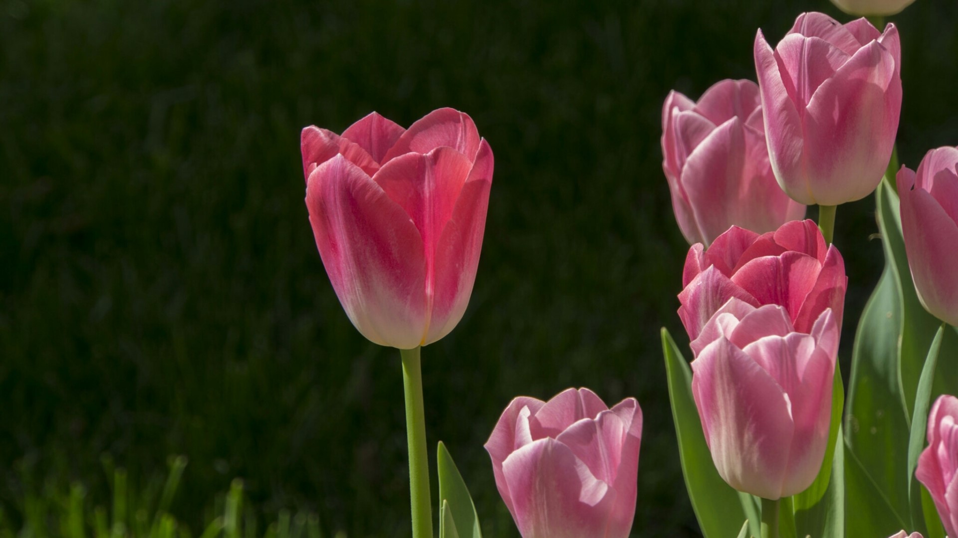 Pink and red tulips in a garden HD Wallpaper