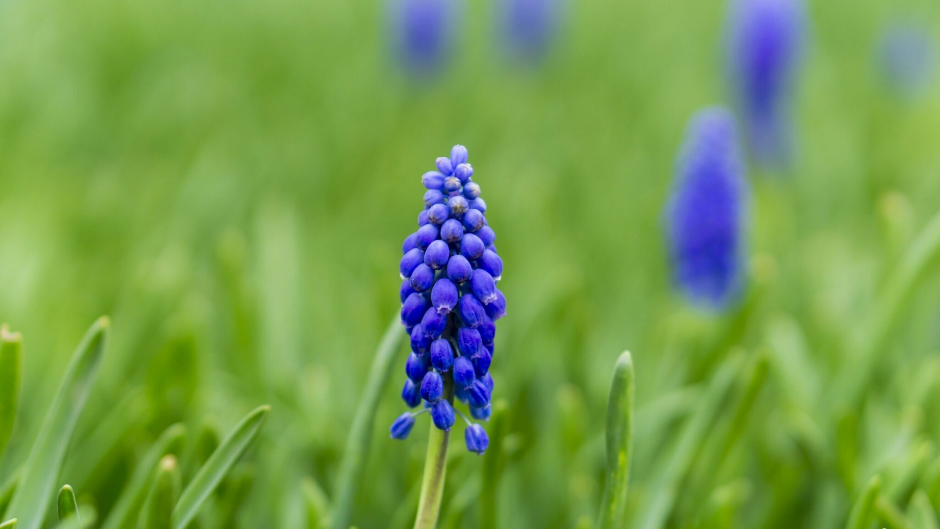 Blue Muscari flower in green field HD Wallpaper