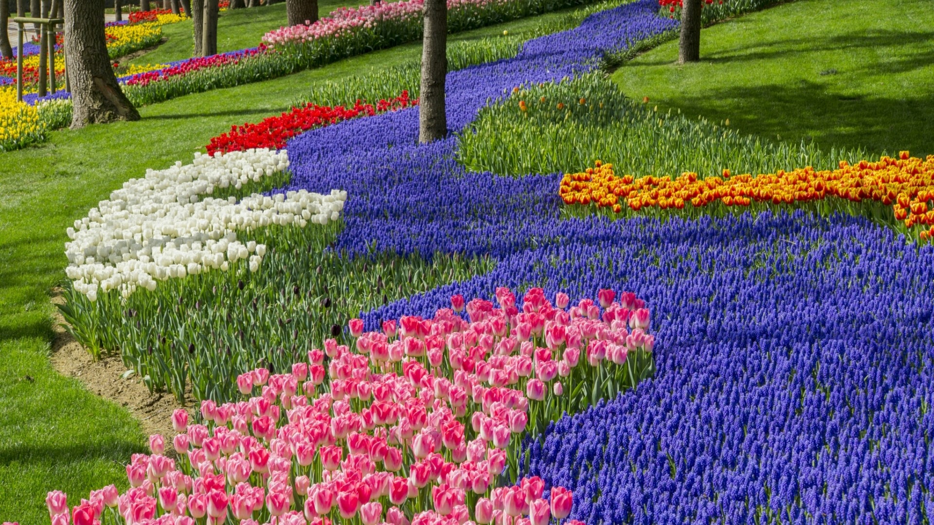 A park with winding flower beds of tulips and muscari HD Wallpaper