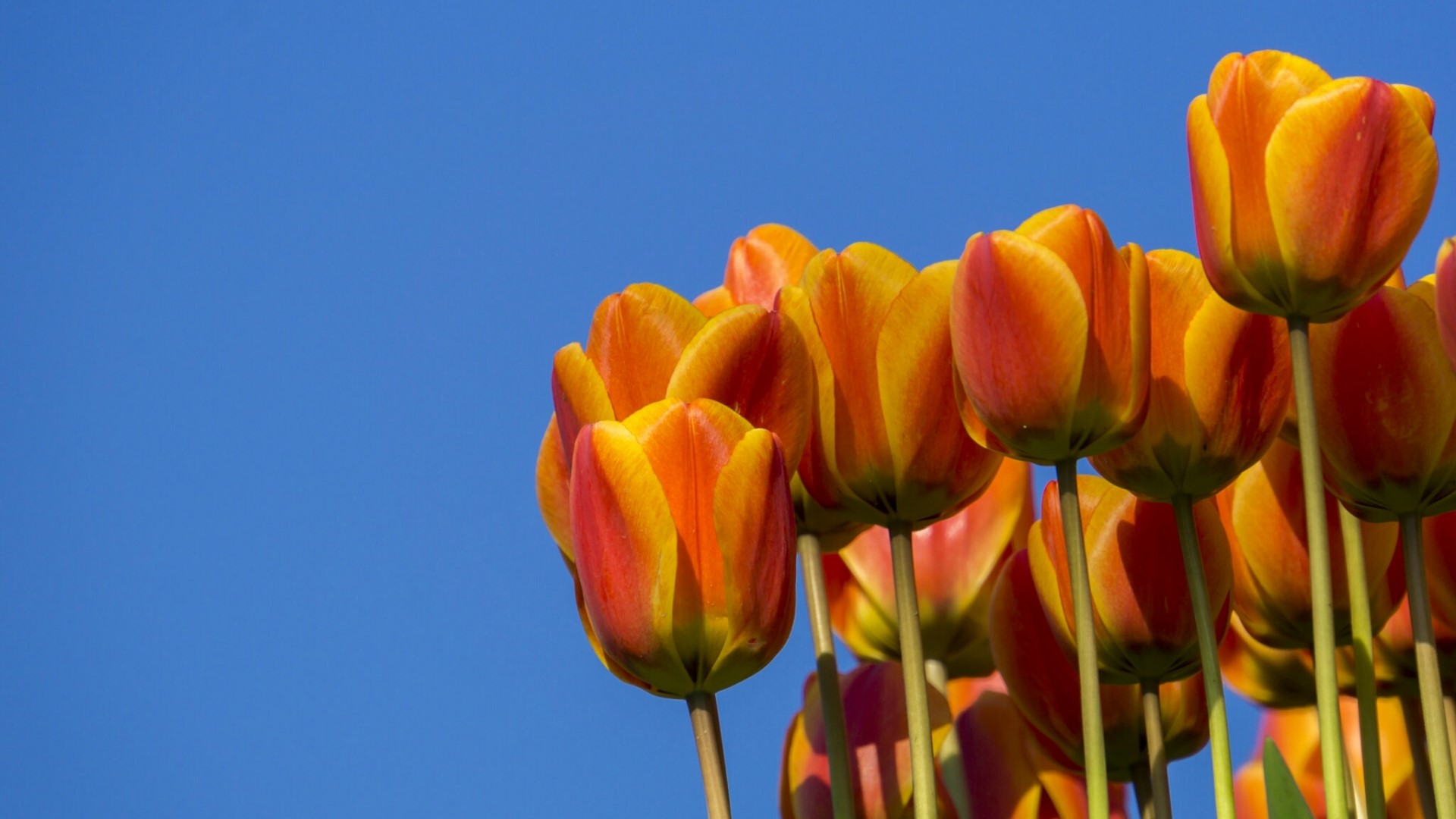 Orange and yellow tulips against a blue sky HD Wallpaper
