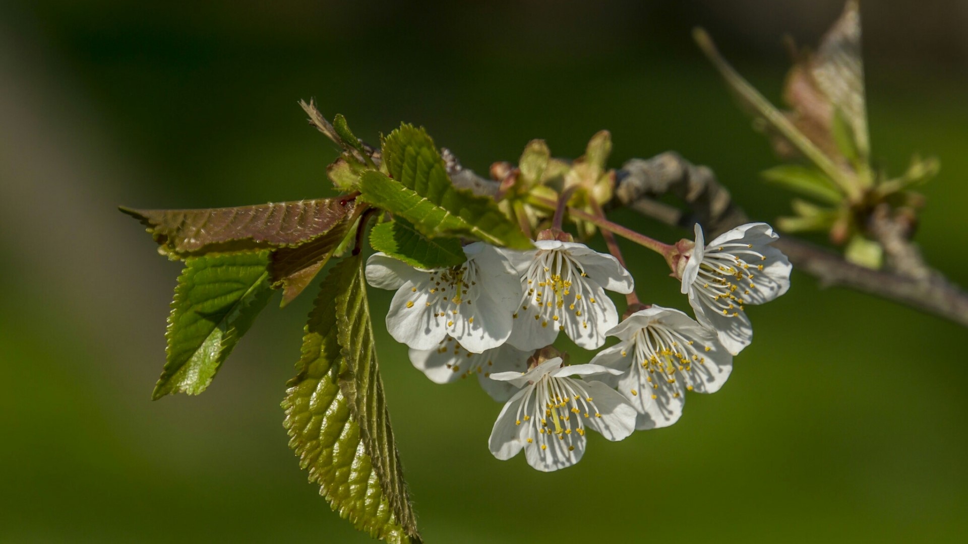 White cherry blossoms on a branch HD Wallpaper