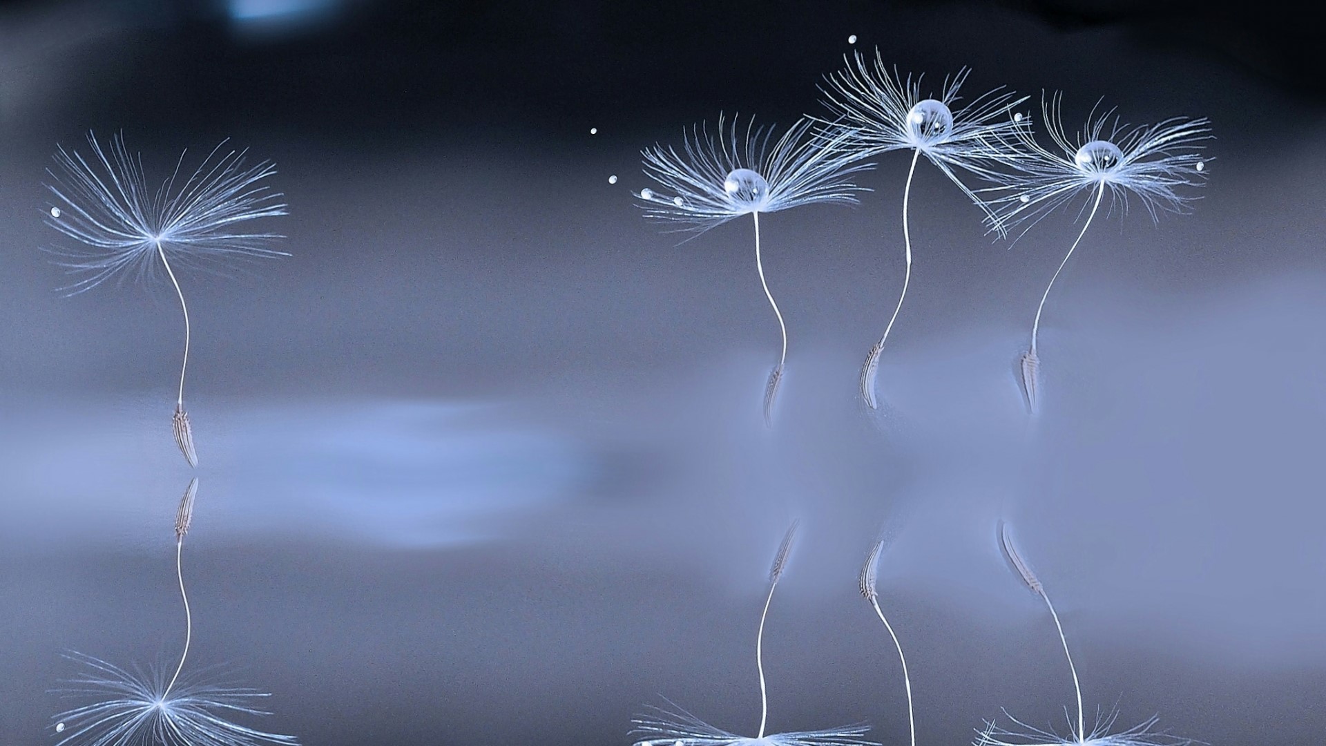 Macro view of dandelion seeds with water droplets HD Wallpaper