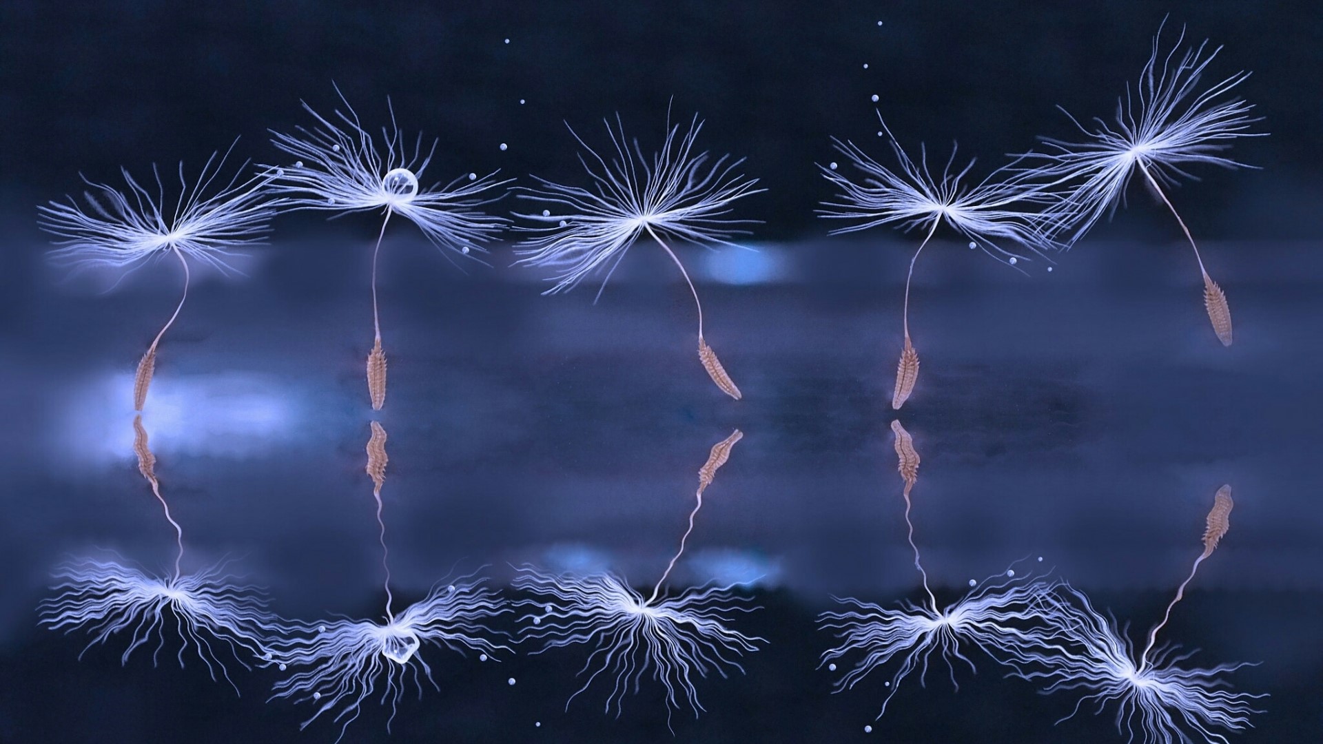 Dandelion seeds with water droplets on dark blue background HD Wallpaper