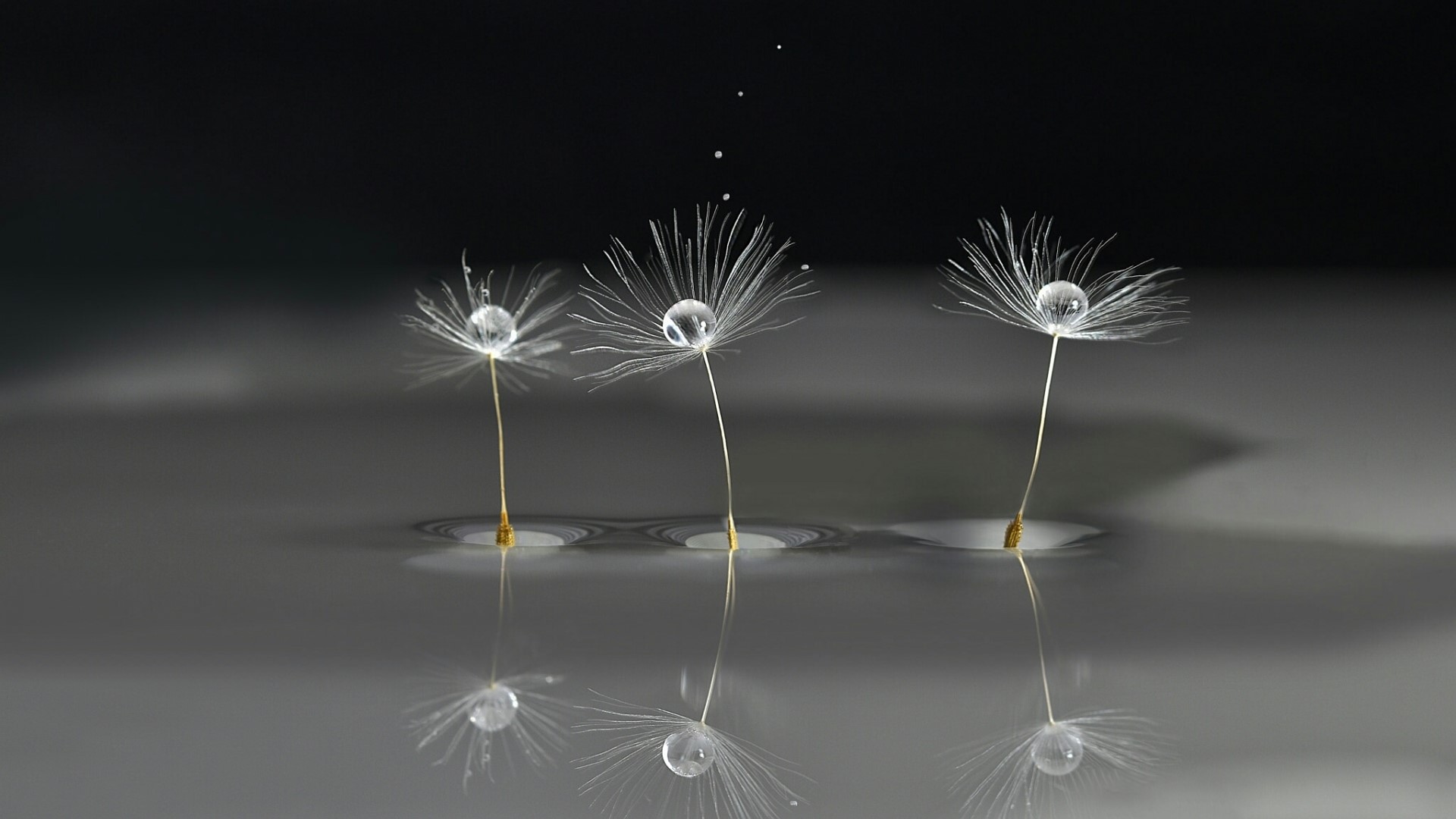 Dandelion seeds with water droplets on dark background HD Wallpaper