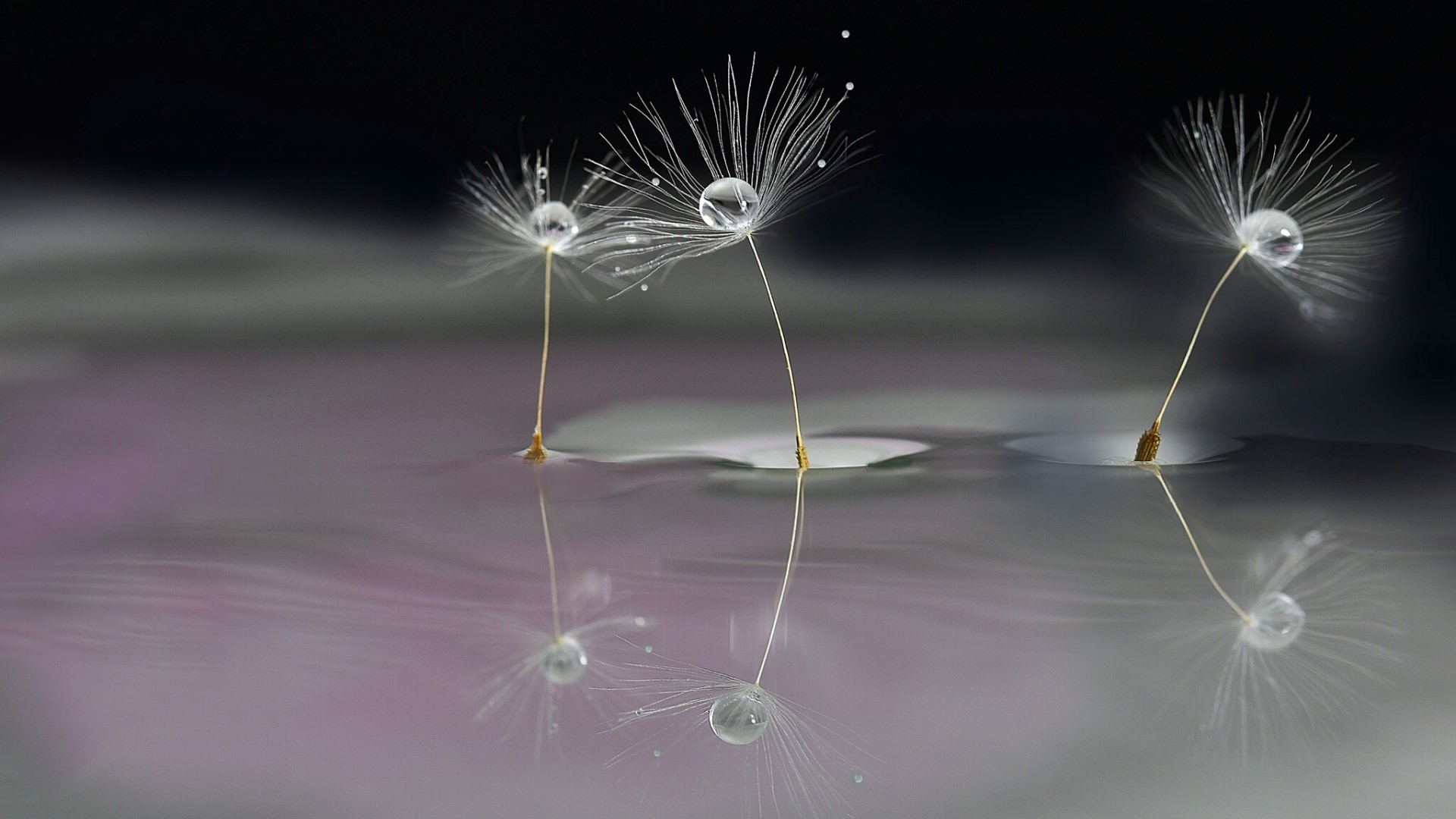 Dandelion seeds with water droplets on water HD Wallpaper