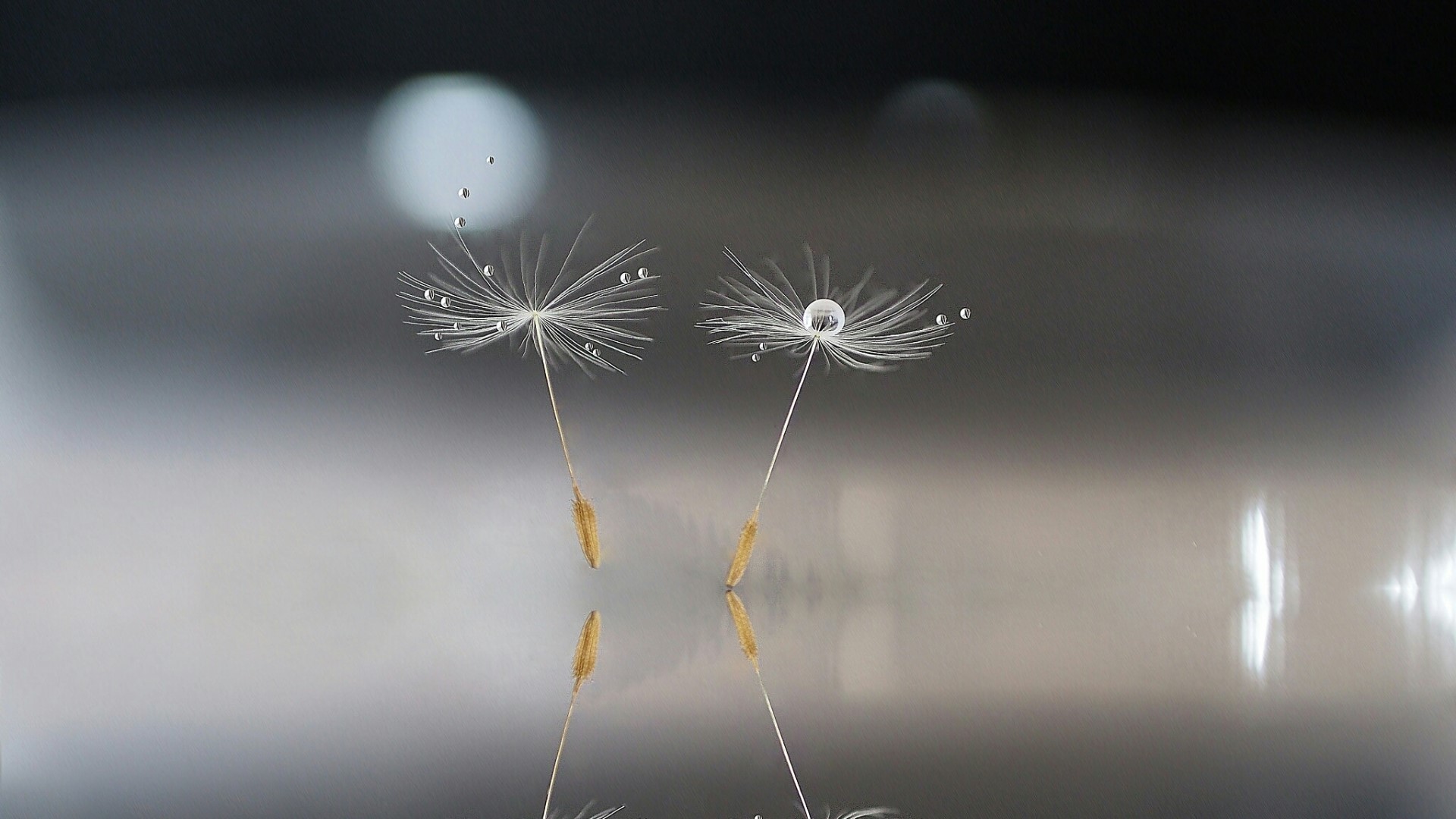 Dandelion seeds with water droplets on reflective surface HD Wallpaper
