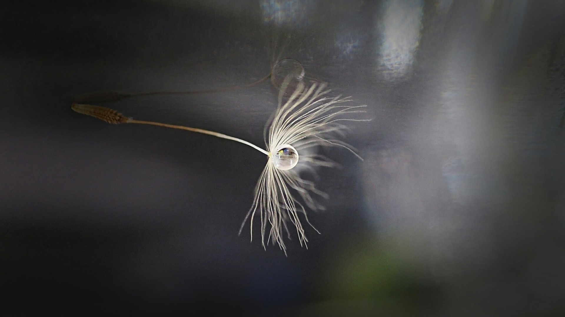 Macro shot of a dandelion seed with a water droplet HD Wallpaper