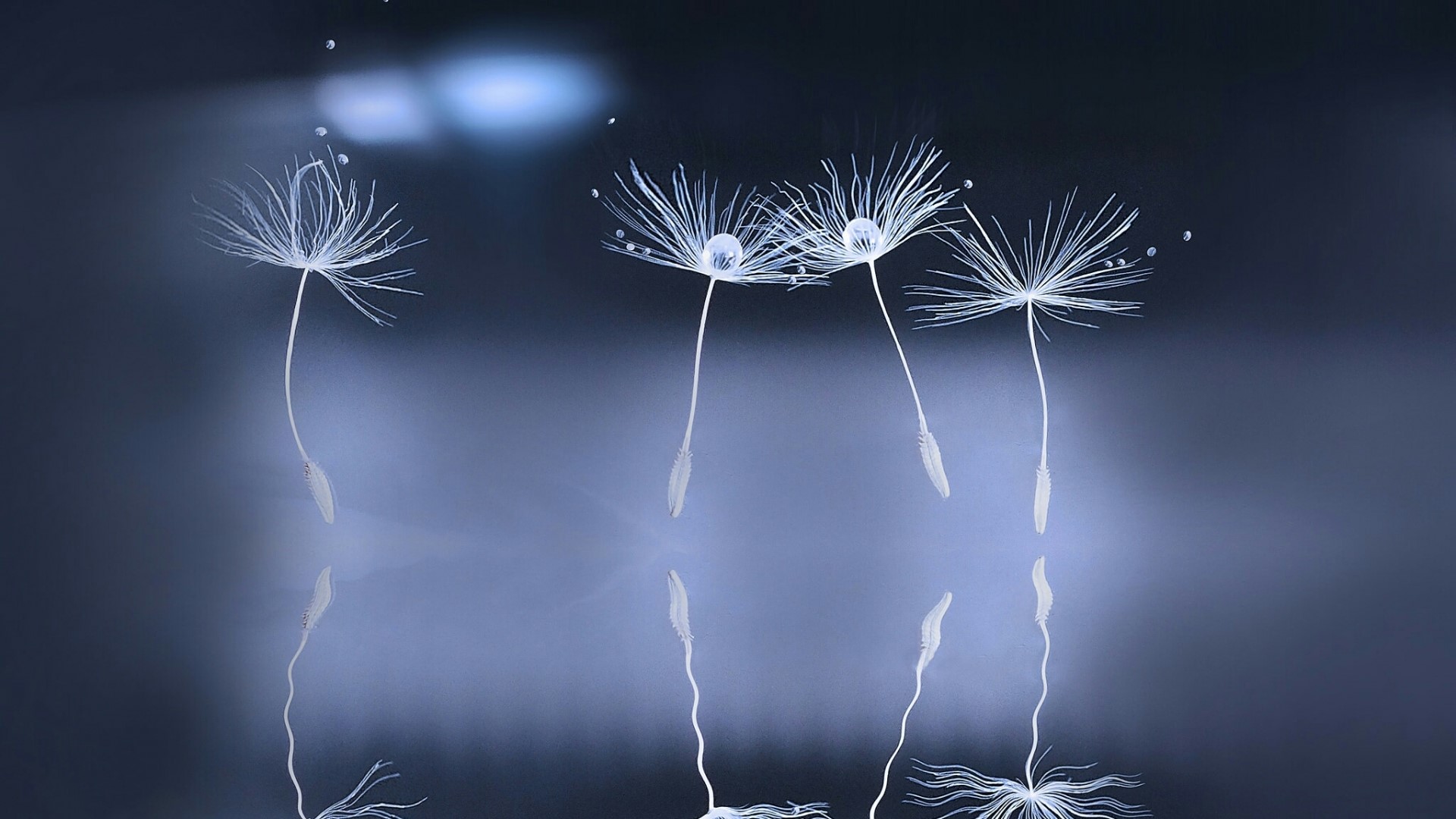 Dandelion seeds with water droplets macro HD Wallpaper