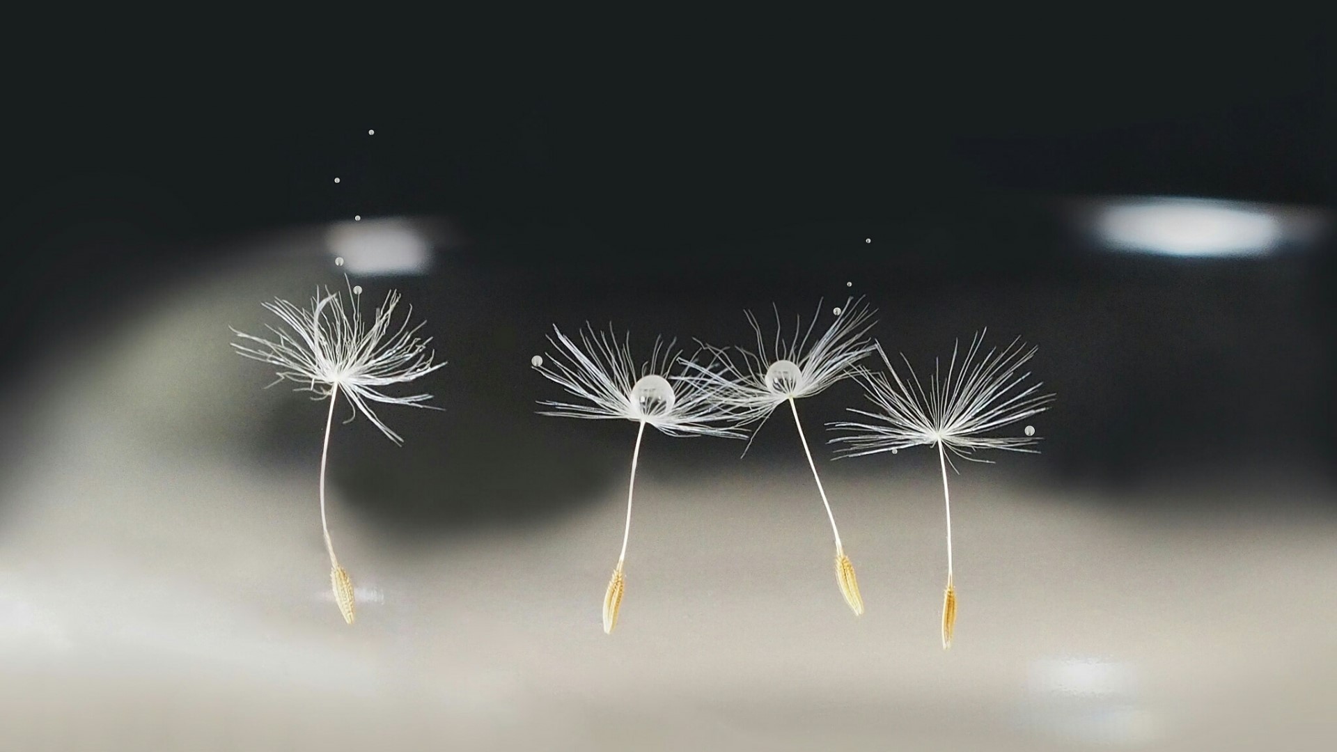 Dandelion seeds with water droplets macro HD Wallpaper