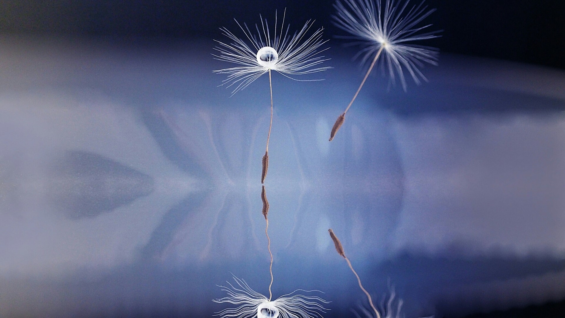 Dandelion seed with water droplet and reflection HD Wallpaper