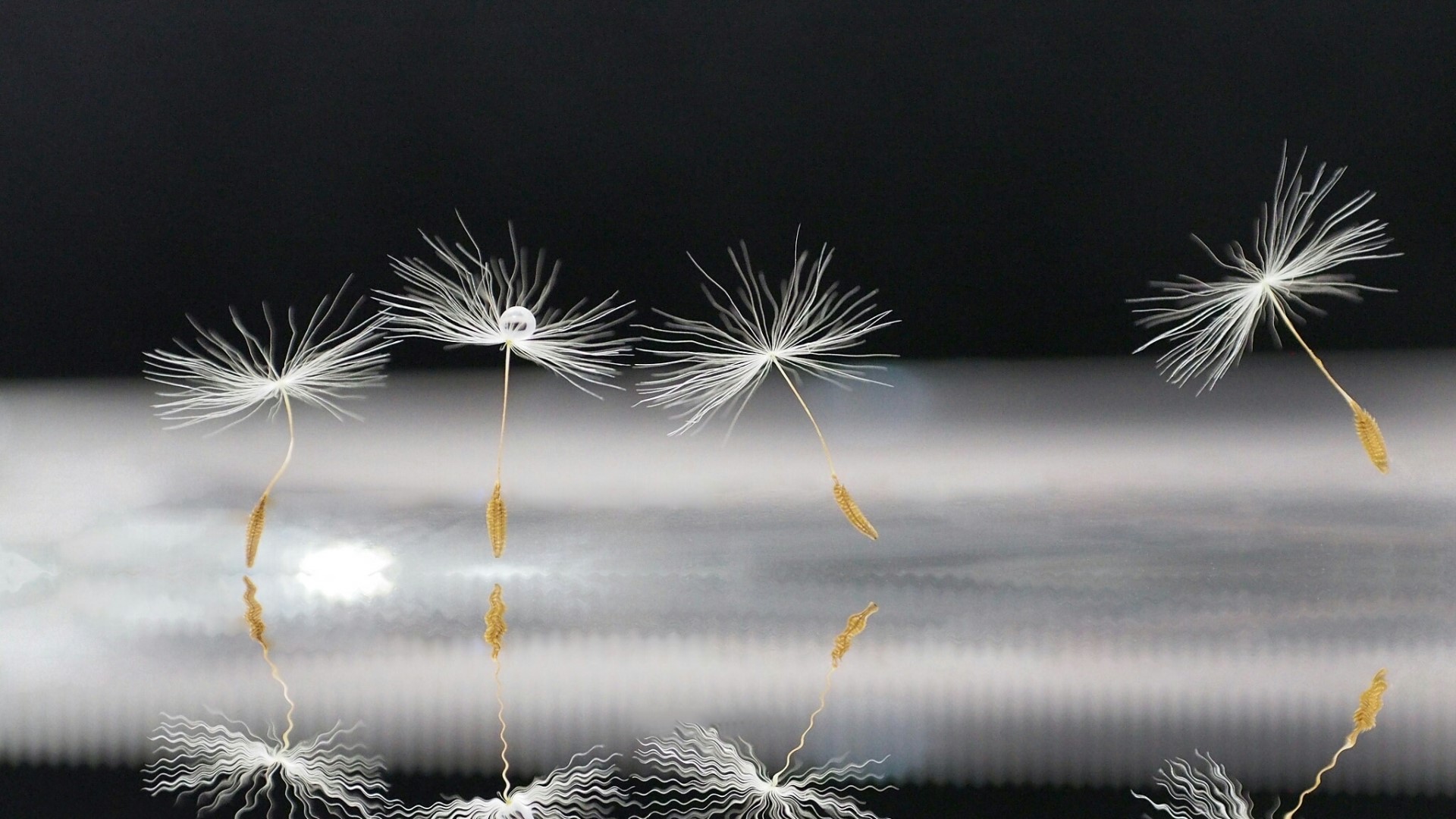 Dandelion seeds with water droplet and reflections HD Wallpaper
