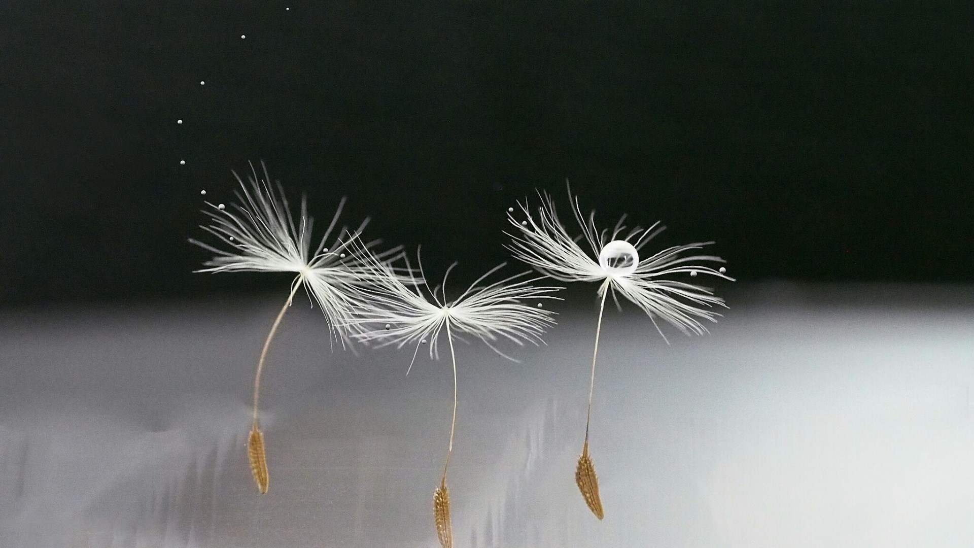 Dandelion seeds with water droplets HD Wallpaper