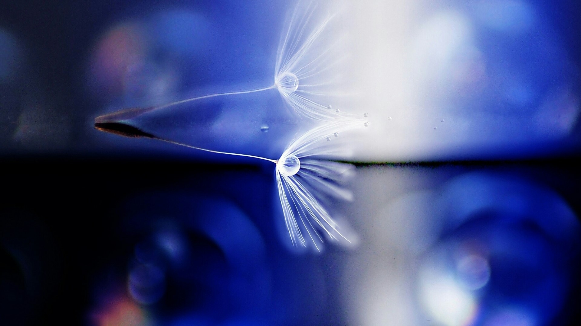 Macro shot of dandelion seeds with water droplets HD Wallpaper