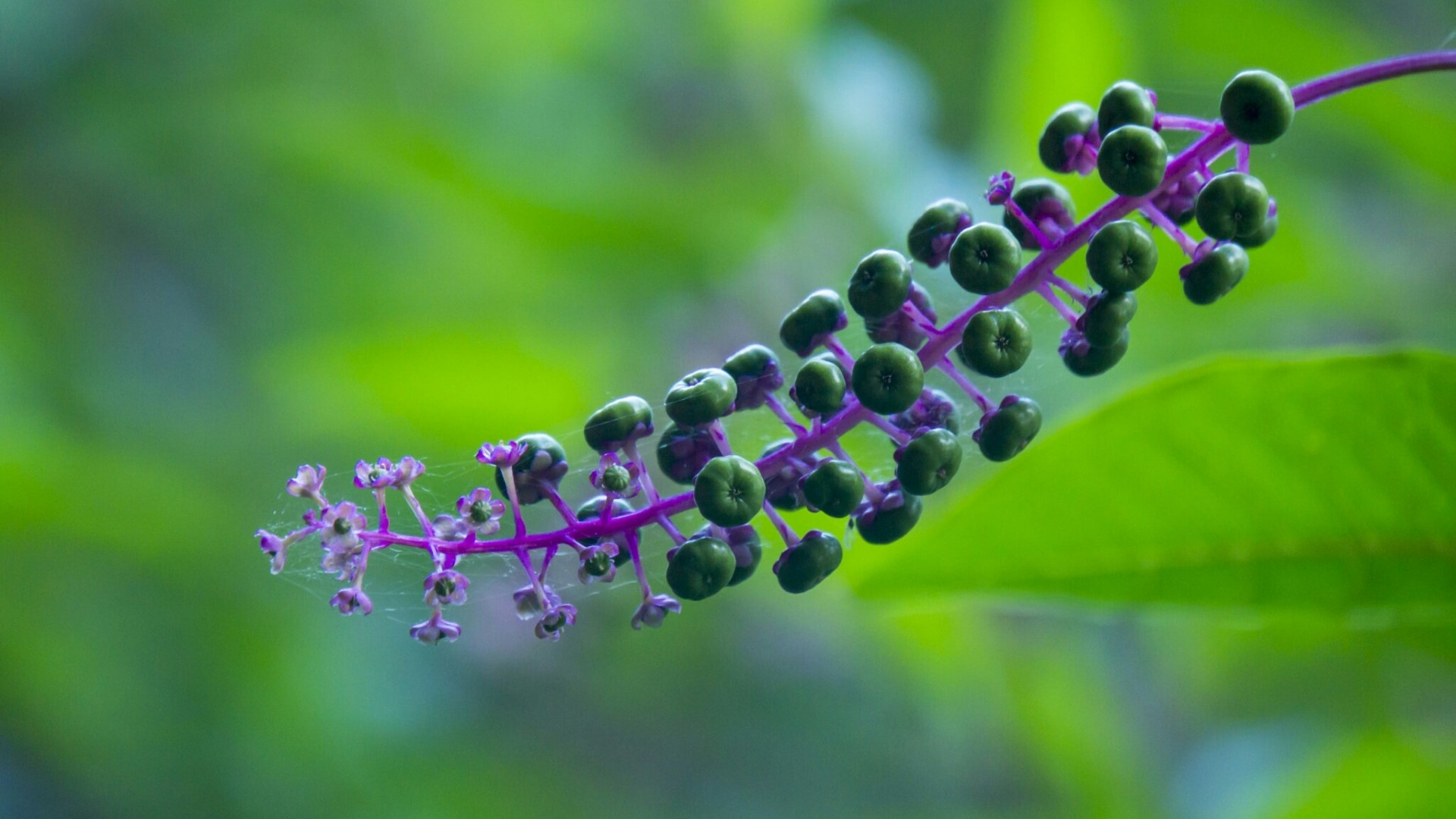 Green berries on a purple stem HD Wallpaper