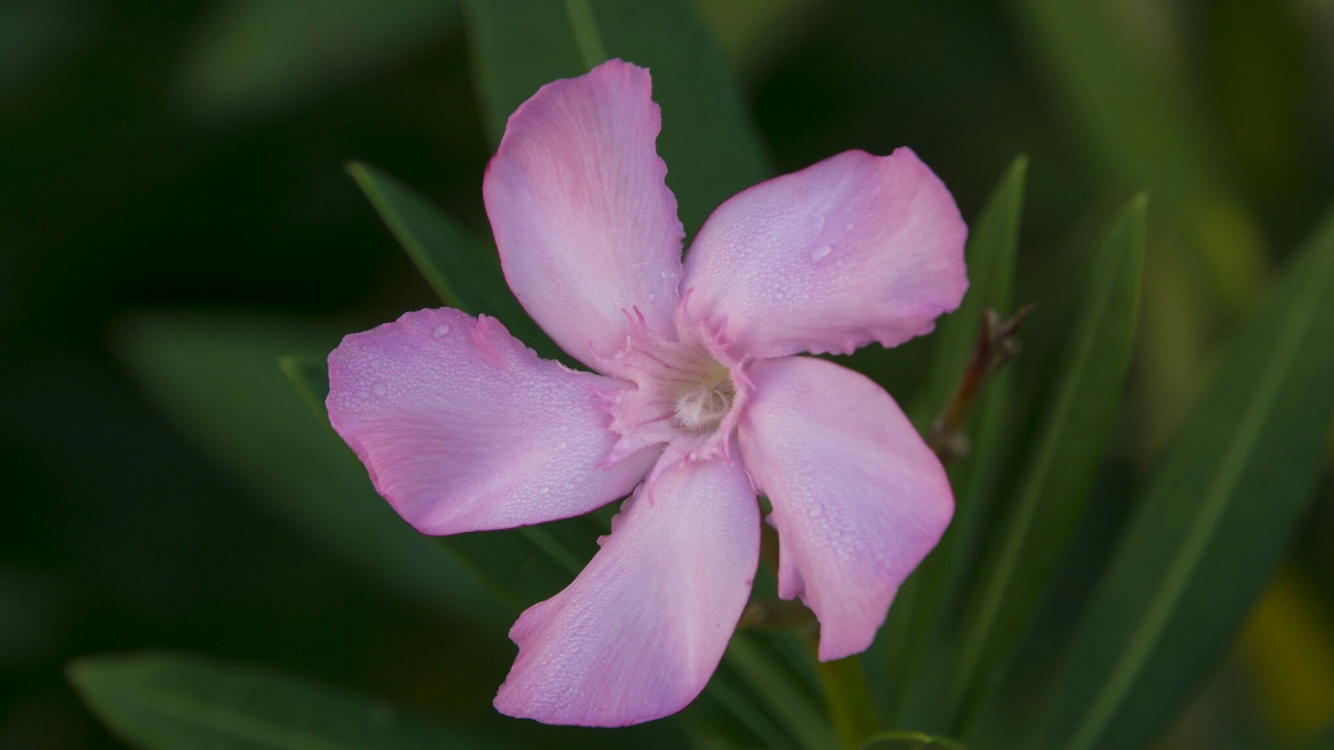 Pink Oleander Flower with Dew Drops HD Wallpaper