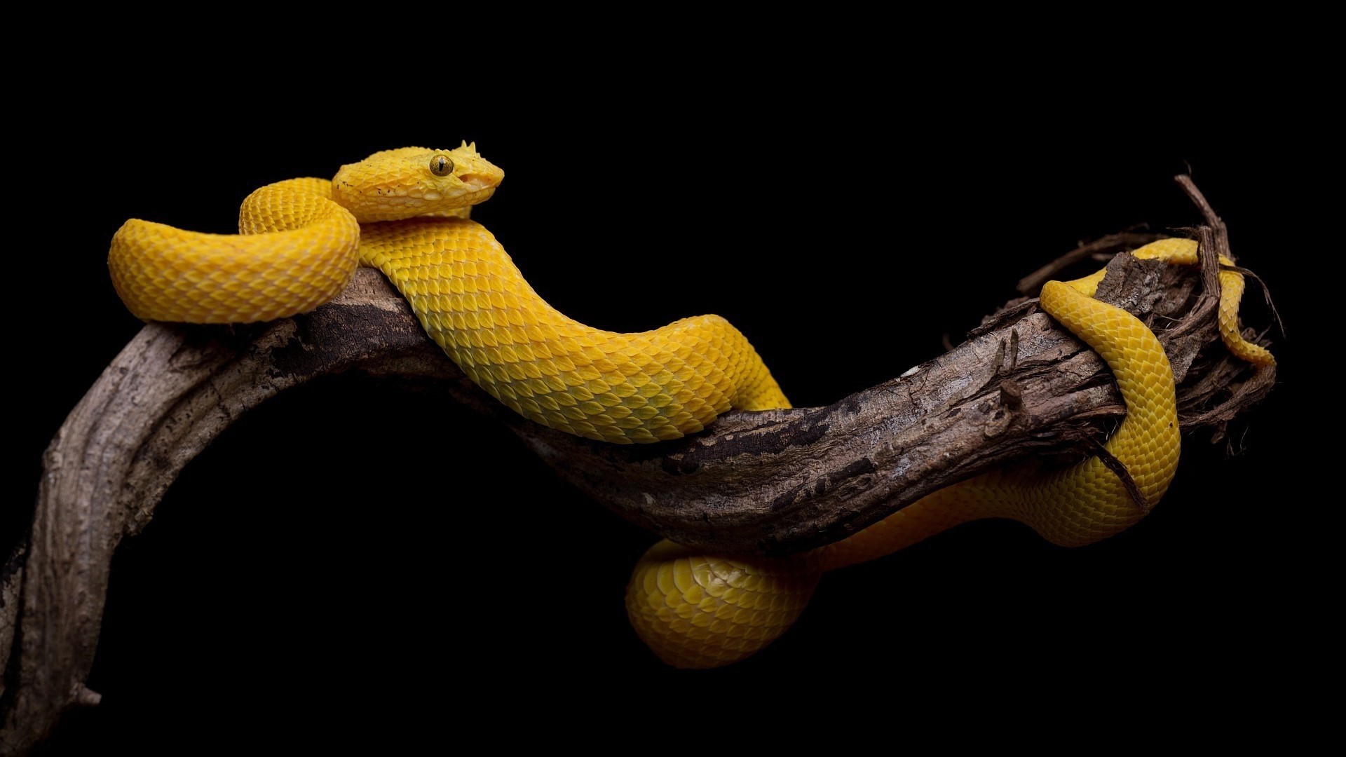 Yellow viper snake on a branch HD Wallpaper