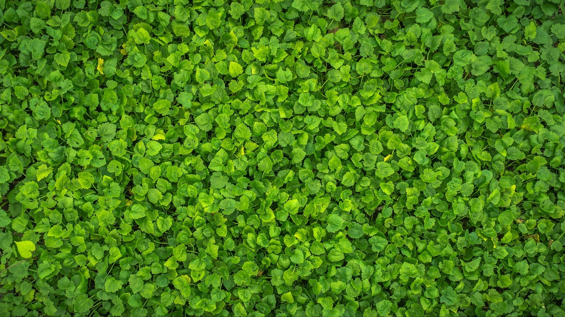 Green Leaves HD Wallpaper