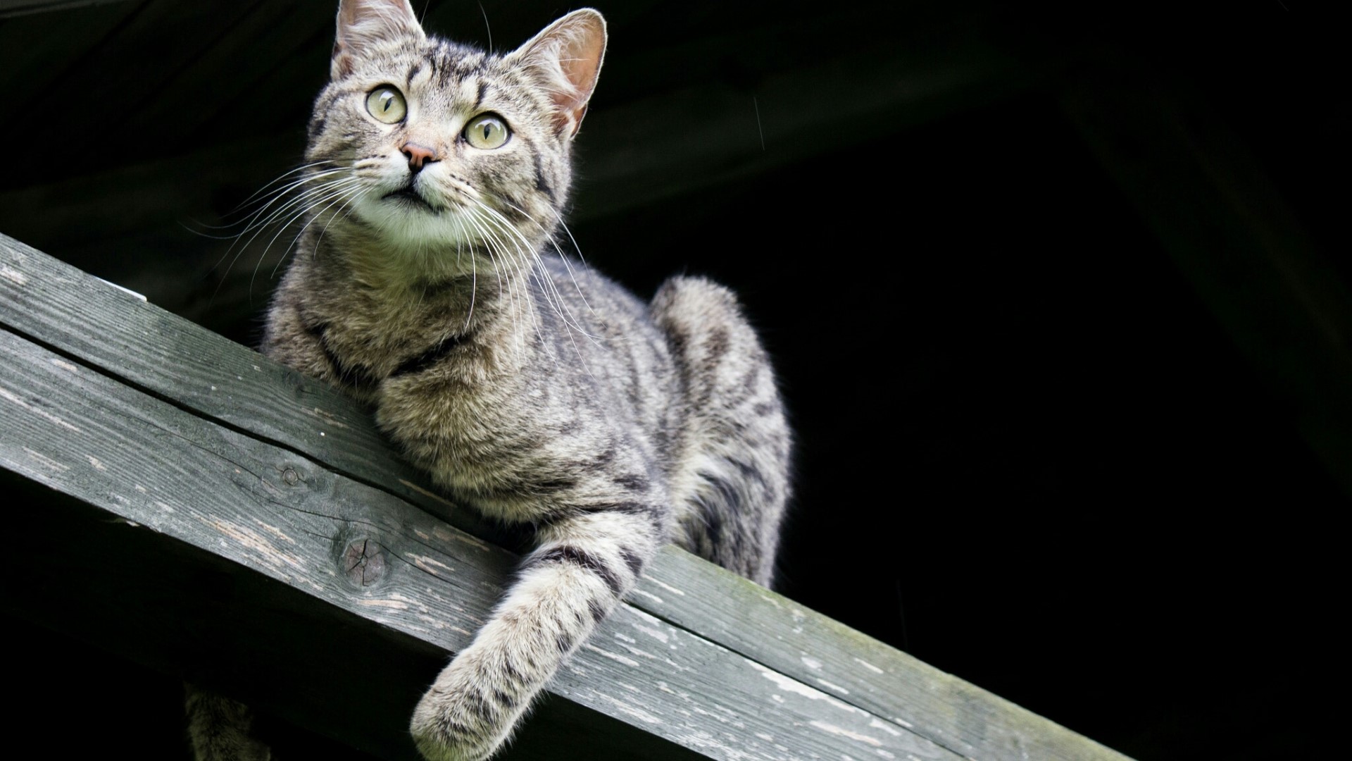 Tabby cat resting on a wooden beam HD Wallpaper