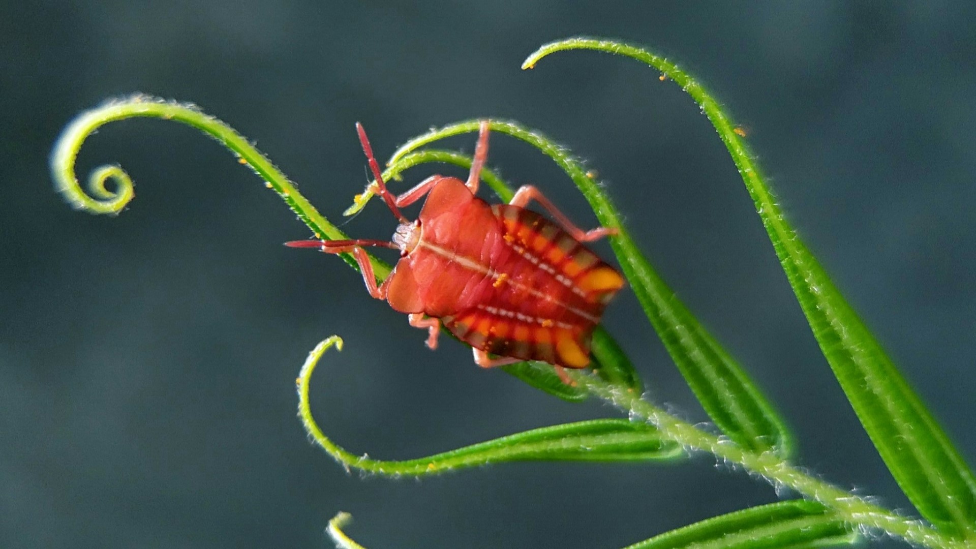 Red bug on a green plant stem HD Wallpaper
