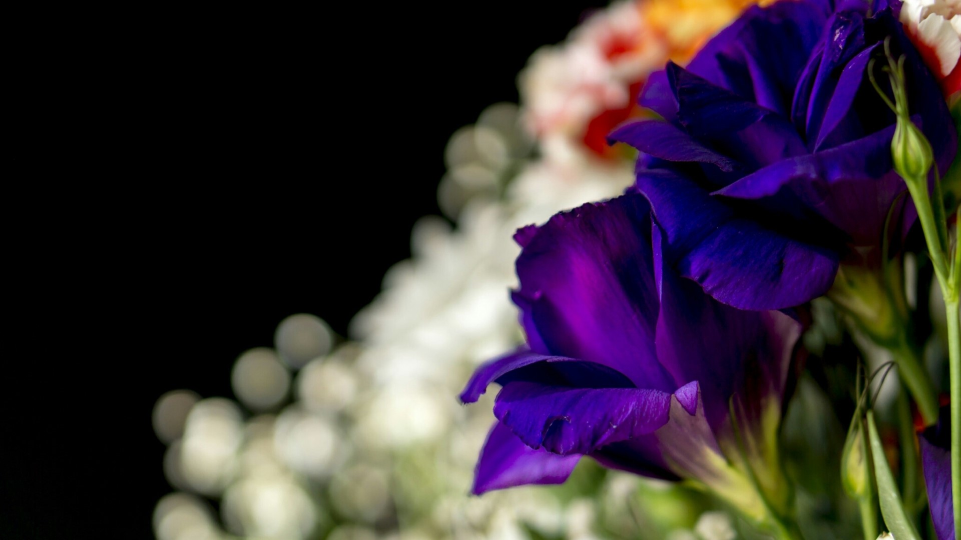 Purple and white flowers bouquet HD Wallpaper