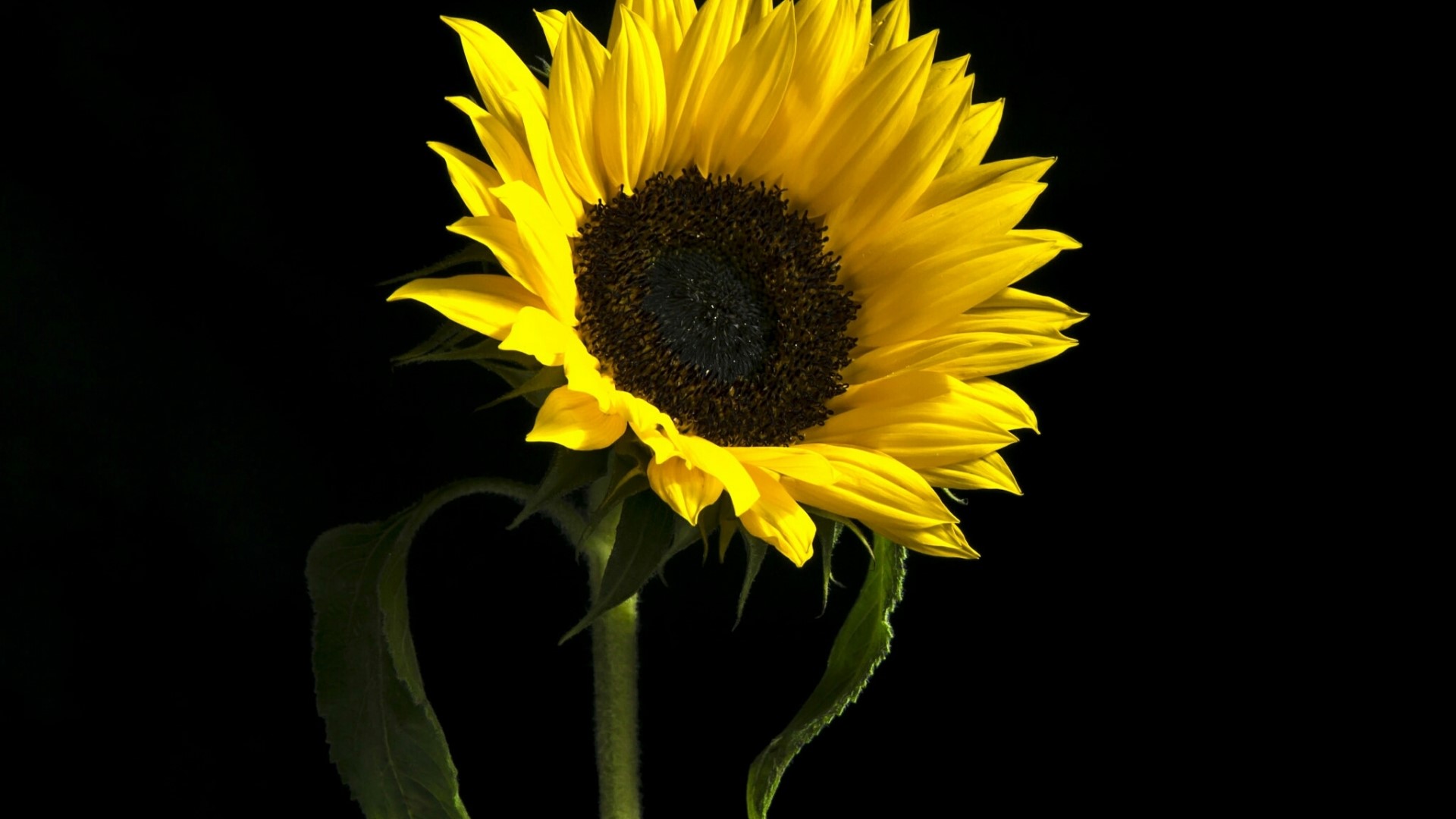 Sunflower with dark center and yellow petals HD Wallpaper
