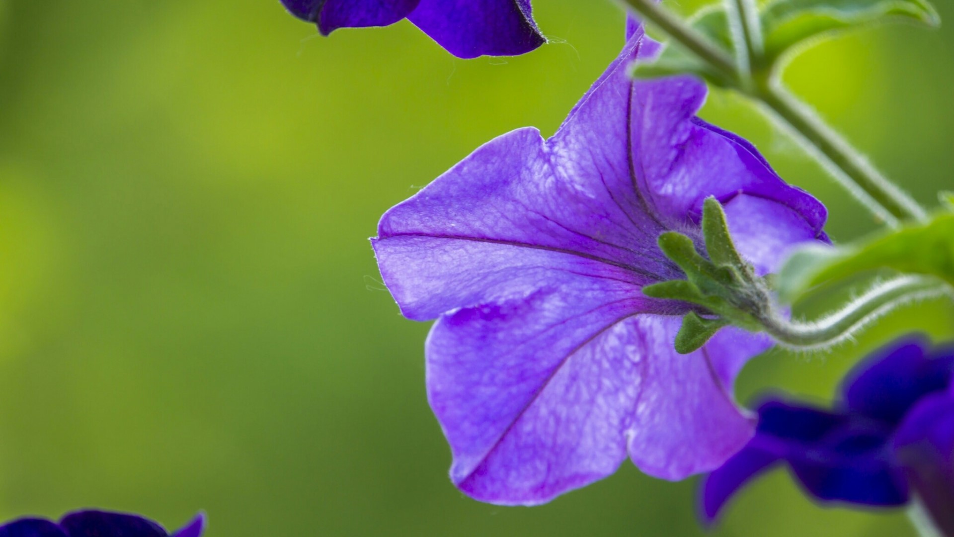 Purple Petunia Flowers with Green Background HD Wallpaper