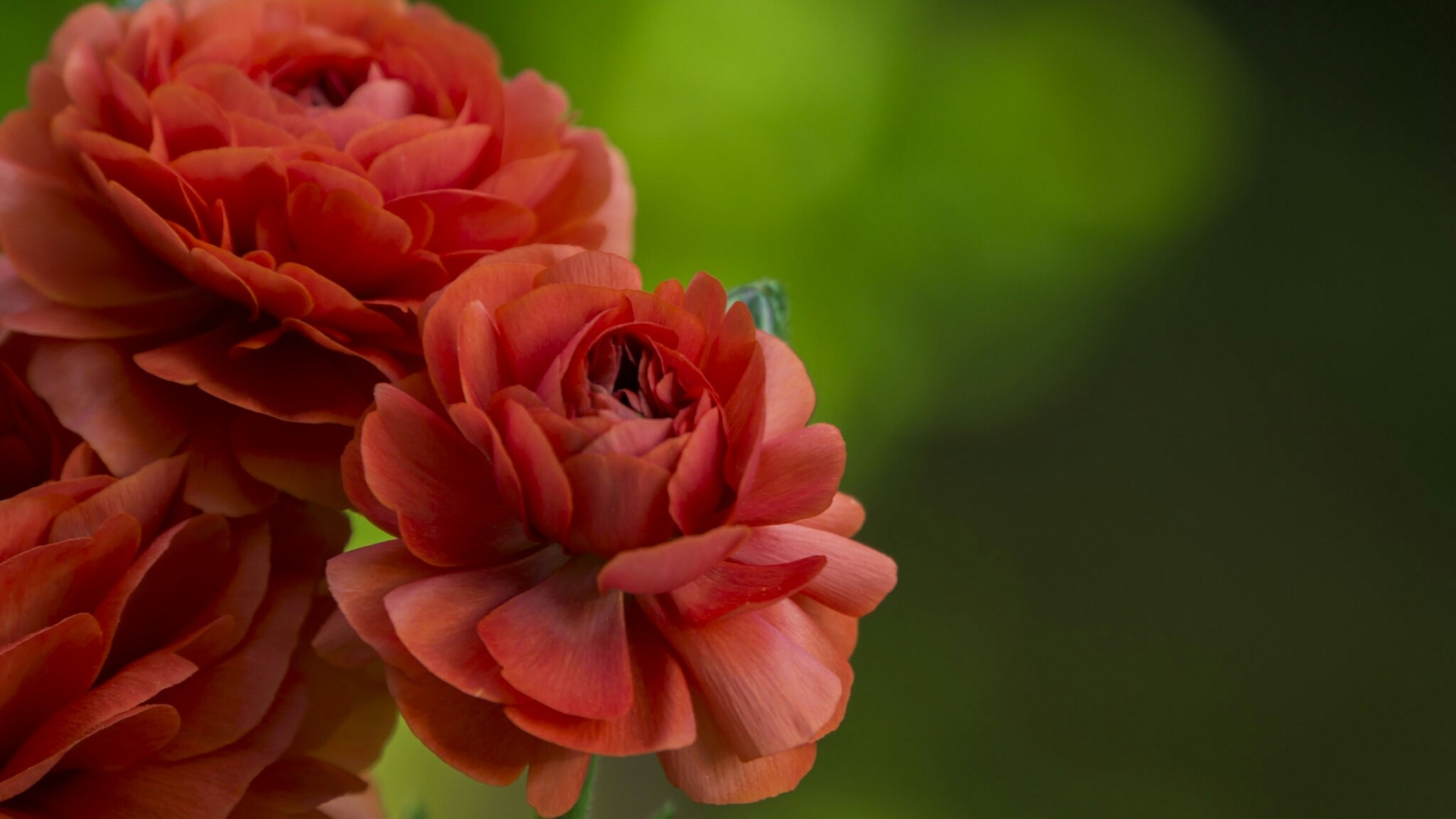Orange Ranunculus Flowers Close-up HD Wallpaper