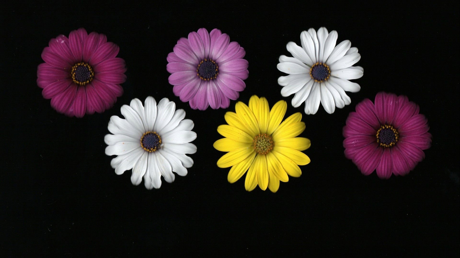 Osteospermum flowers on black background HD Wallpaper