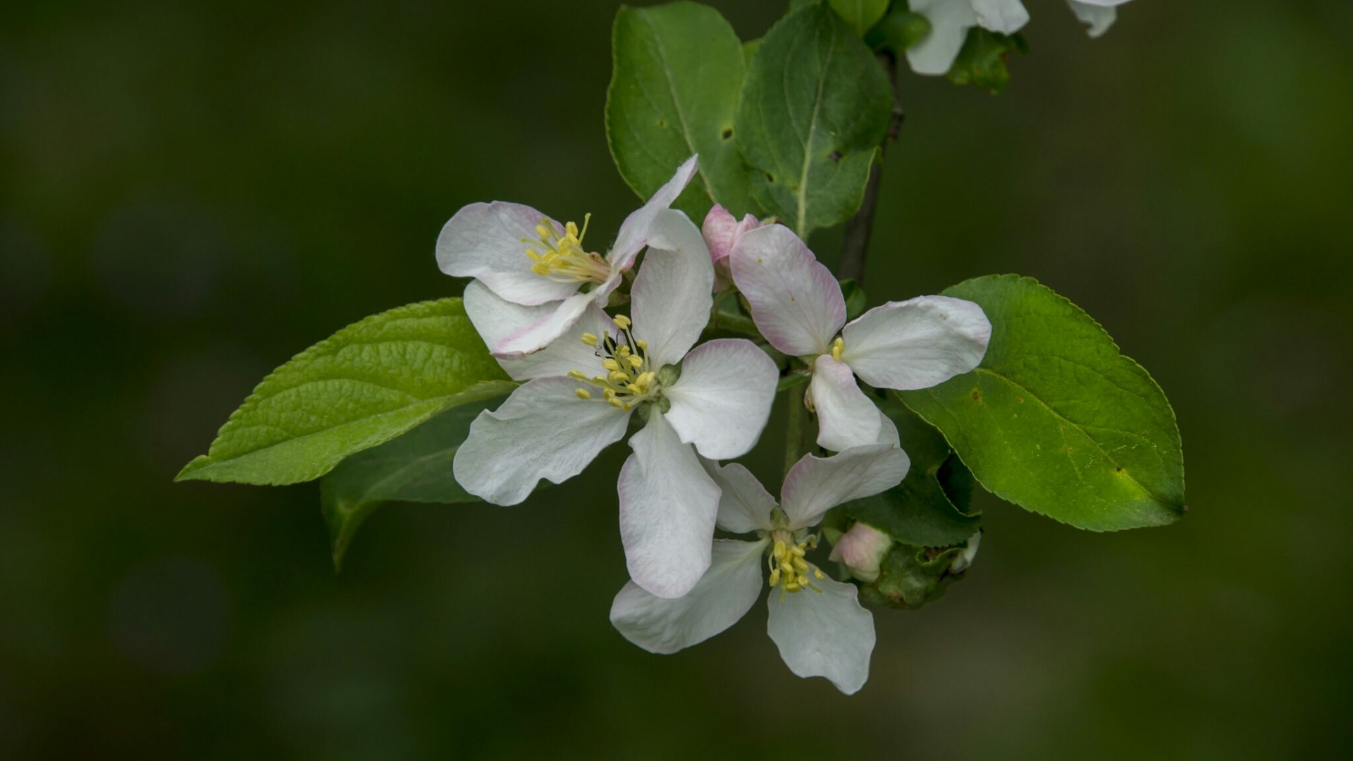 Apple blossoms on a branch HD Wallpaper