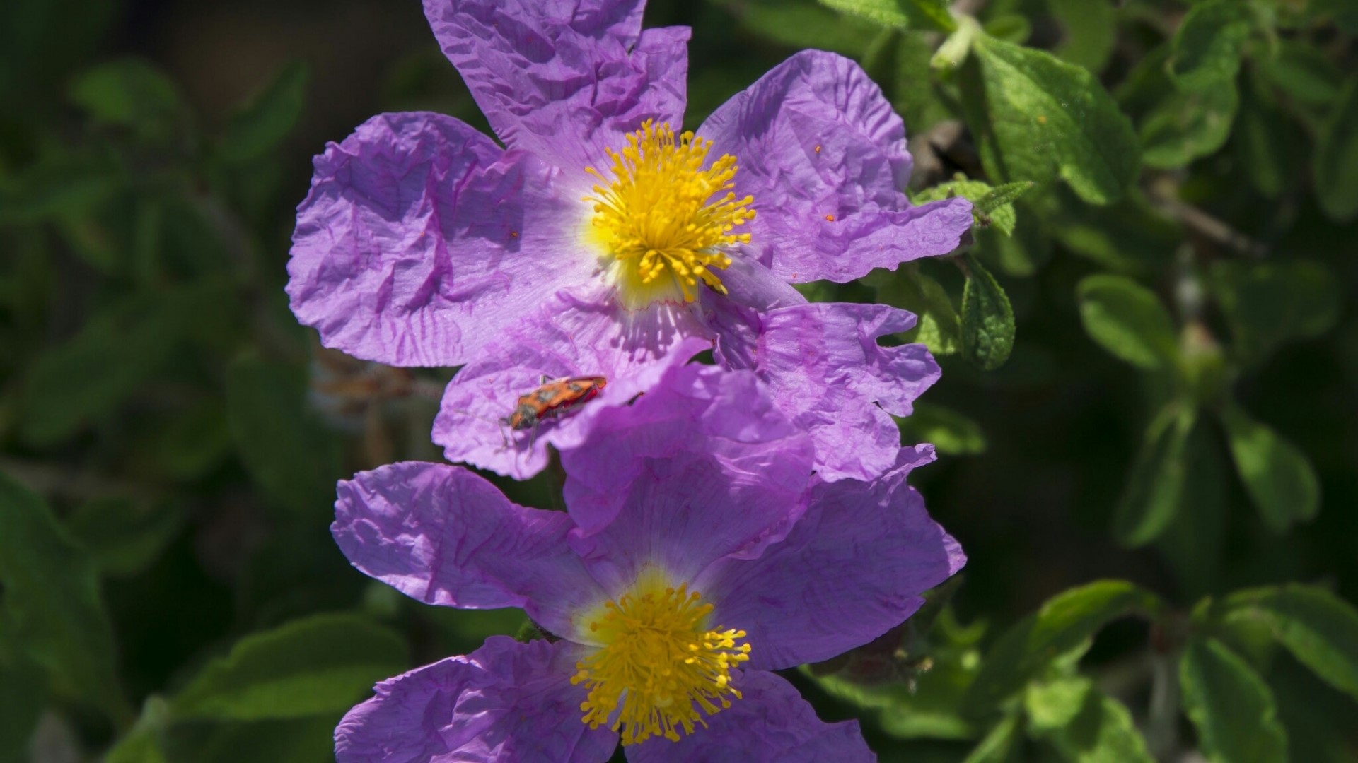 Purple flowers with yellow centers and a small insect HD Wallpaper