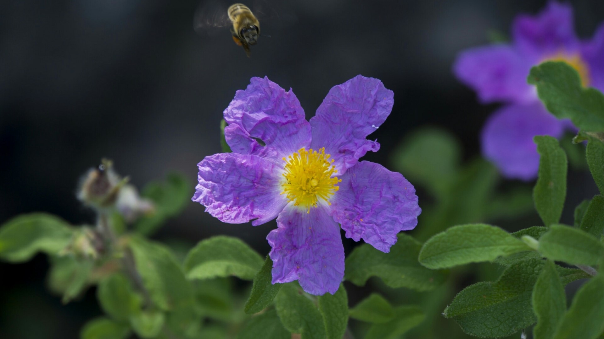 Bee flying towards a purple flower HD Wallpaper