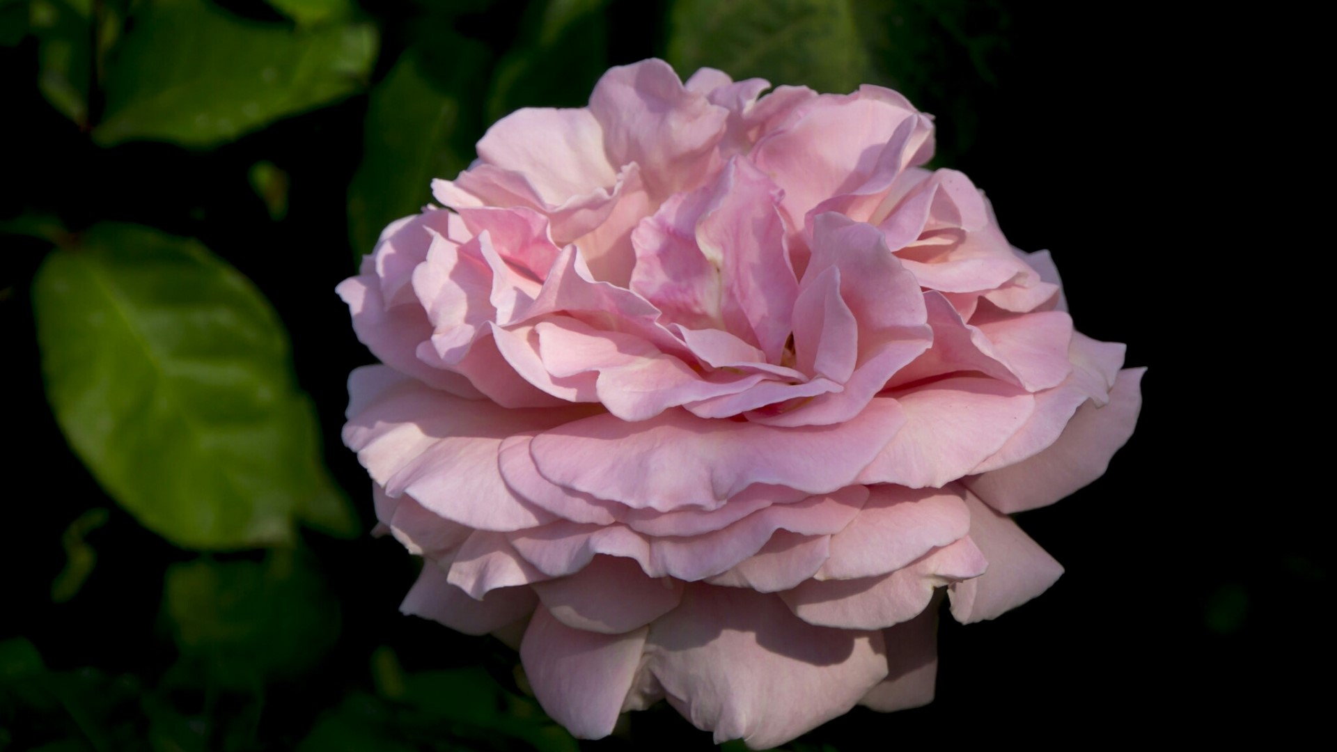 Pink rose flower with green leaves HD Wallpaper
