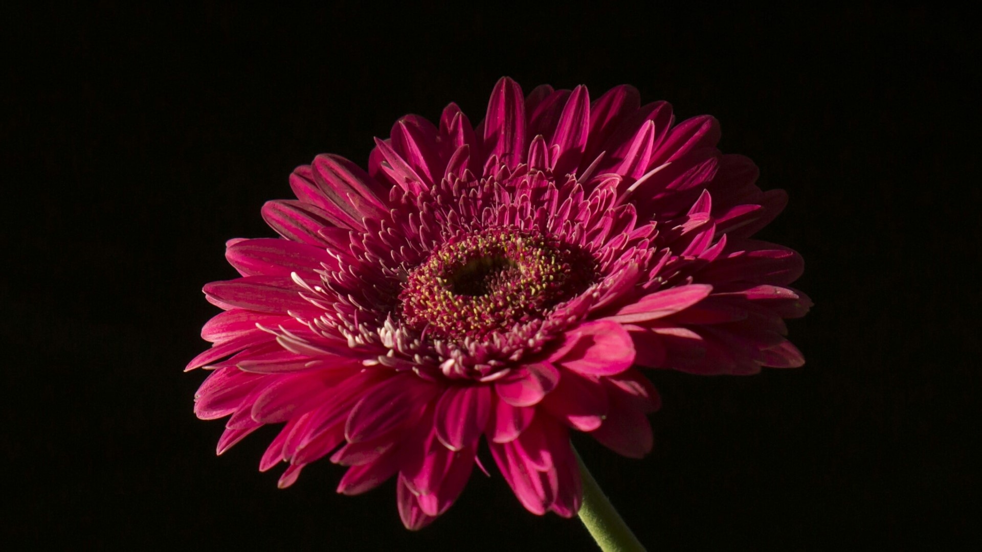Pink Gerbera Daisy Flower HD Wallpaper