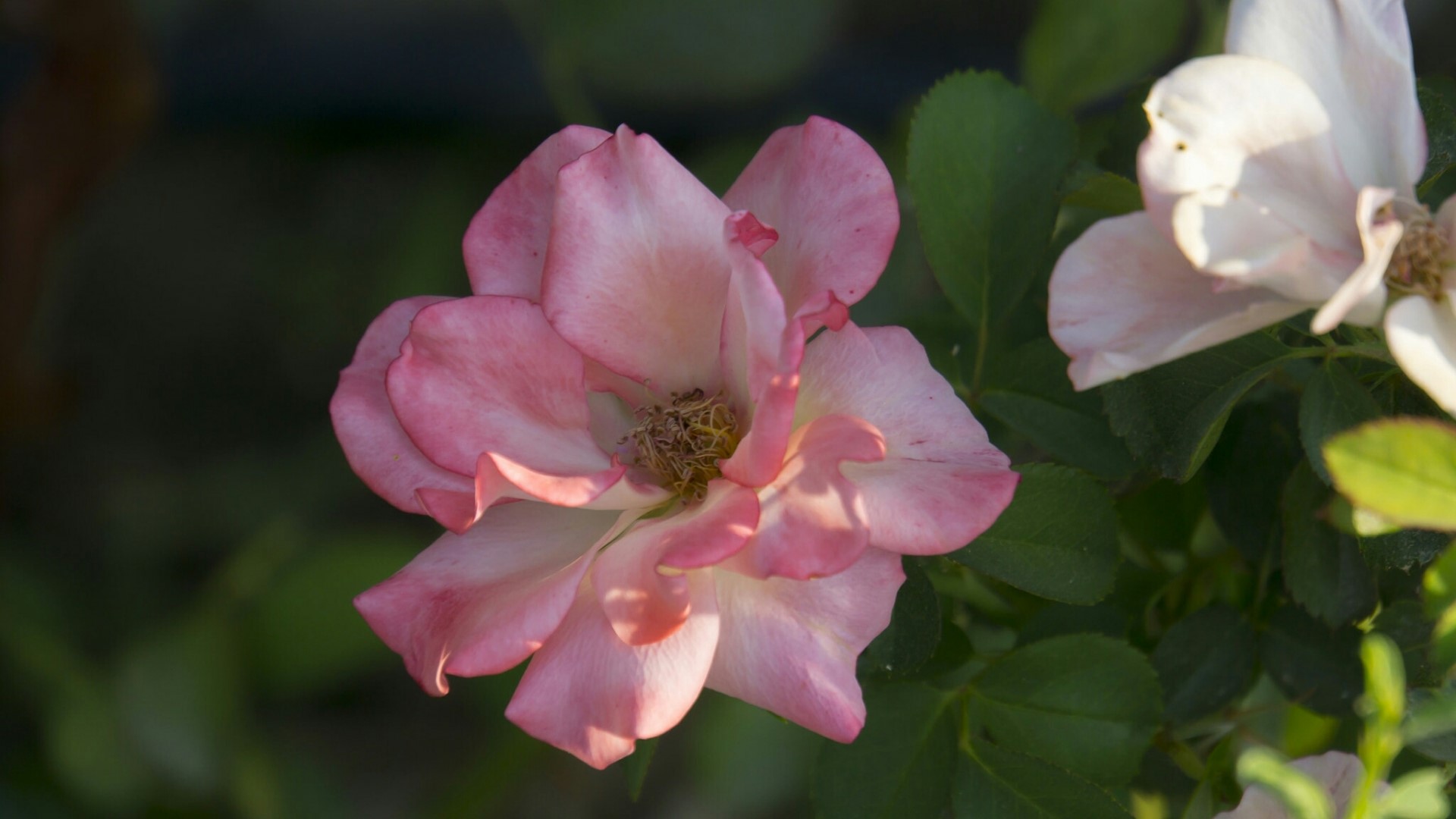 Pink rose hip flower with green leaves HD Wallpaper