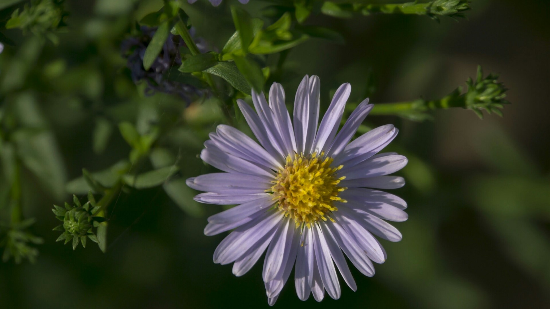 Purple Aster Flower with Yellow Center HD Wallpaper