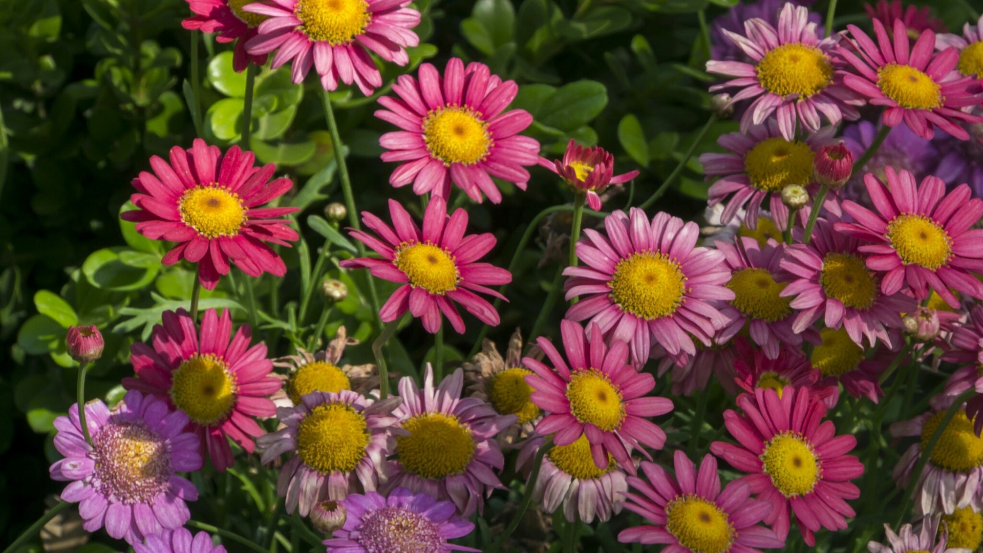 Pink and yellow daisies in a garden HD Wallpaper