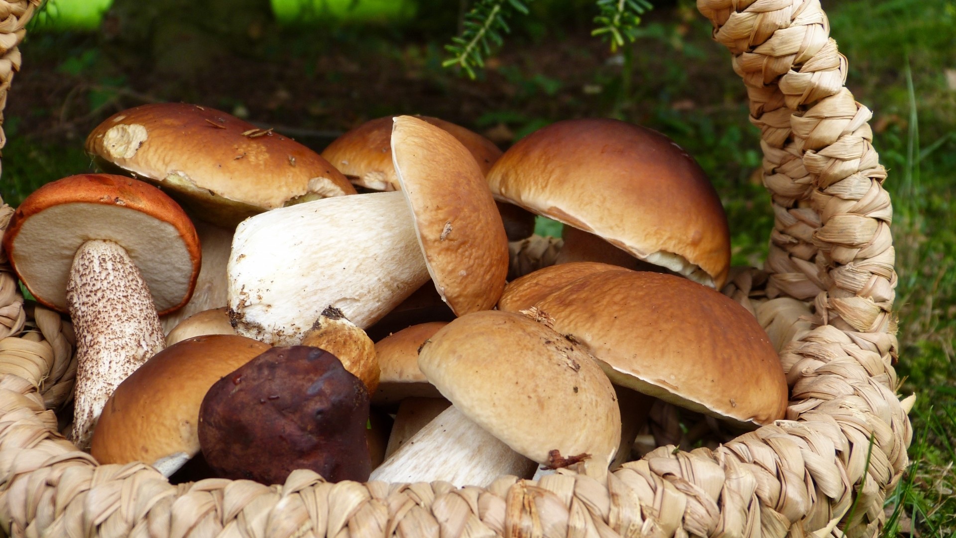 Basket of Freshly Picked Porcini Mushrooms HD Wallpaper