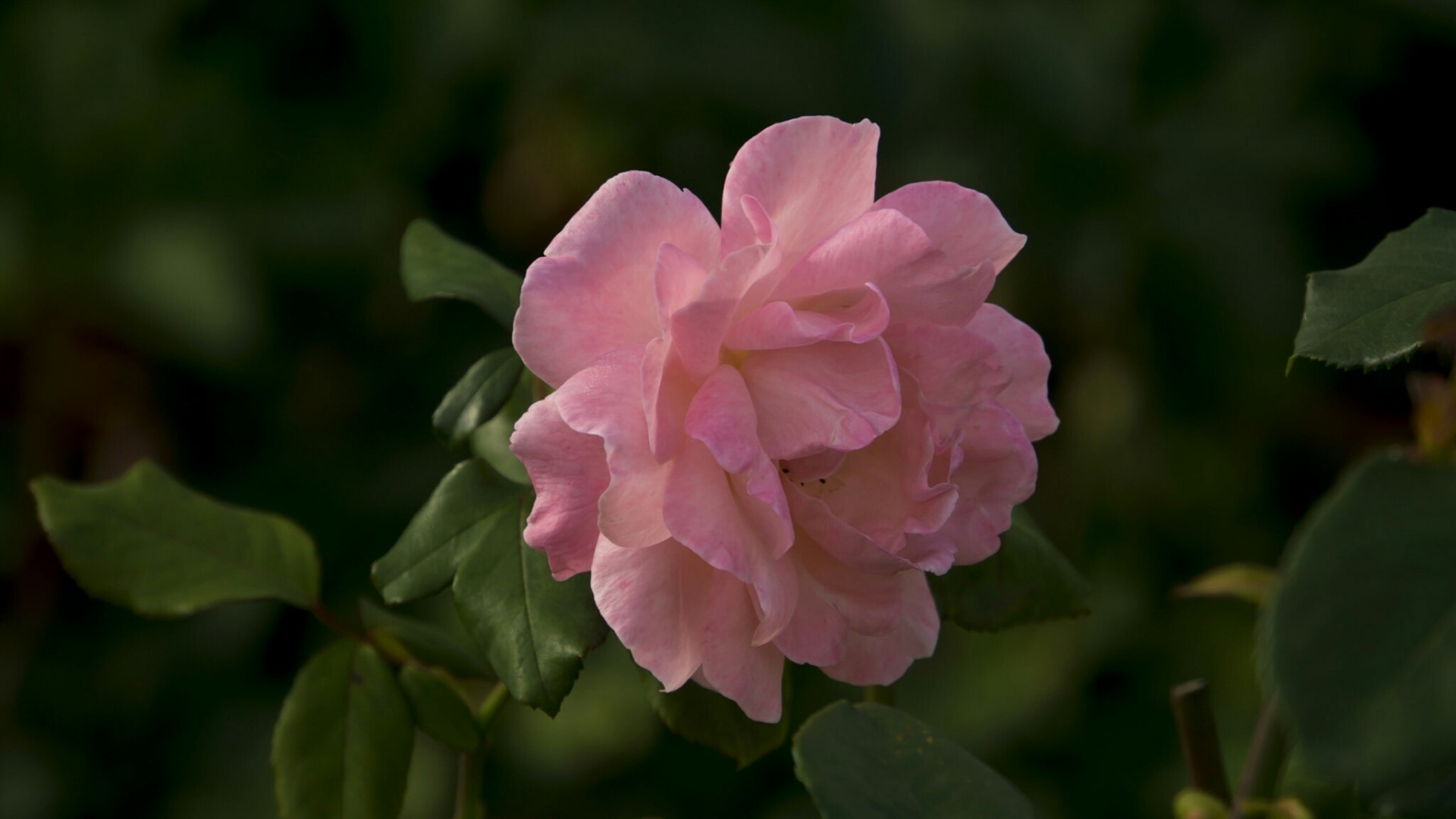 Pink rose flower with green leaves HD Wallpaper
