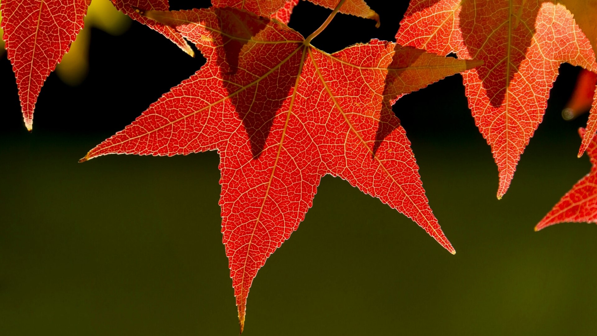 Red Autumn Leaves HD Wallpaper