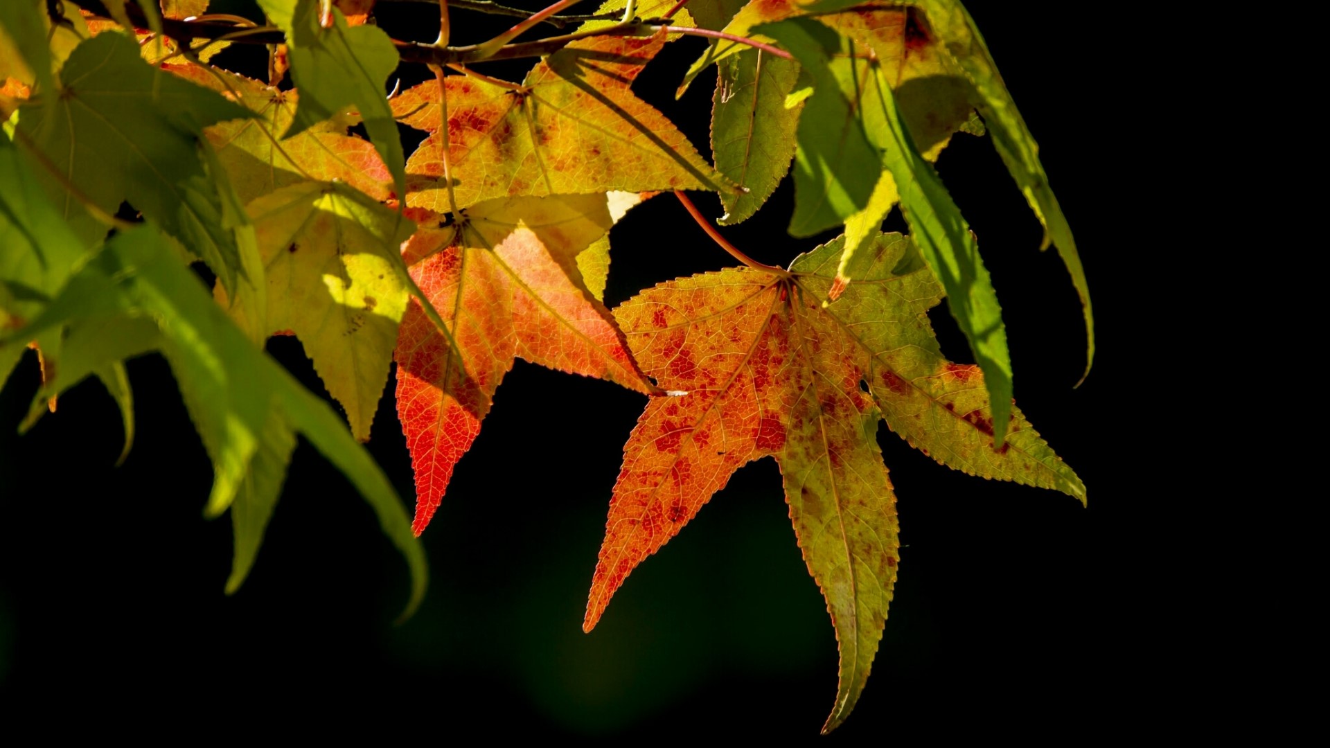 Autumn leaves on a branch HD Wallpaper