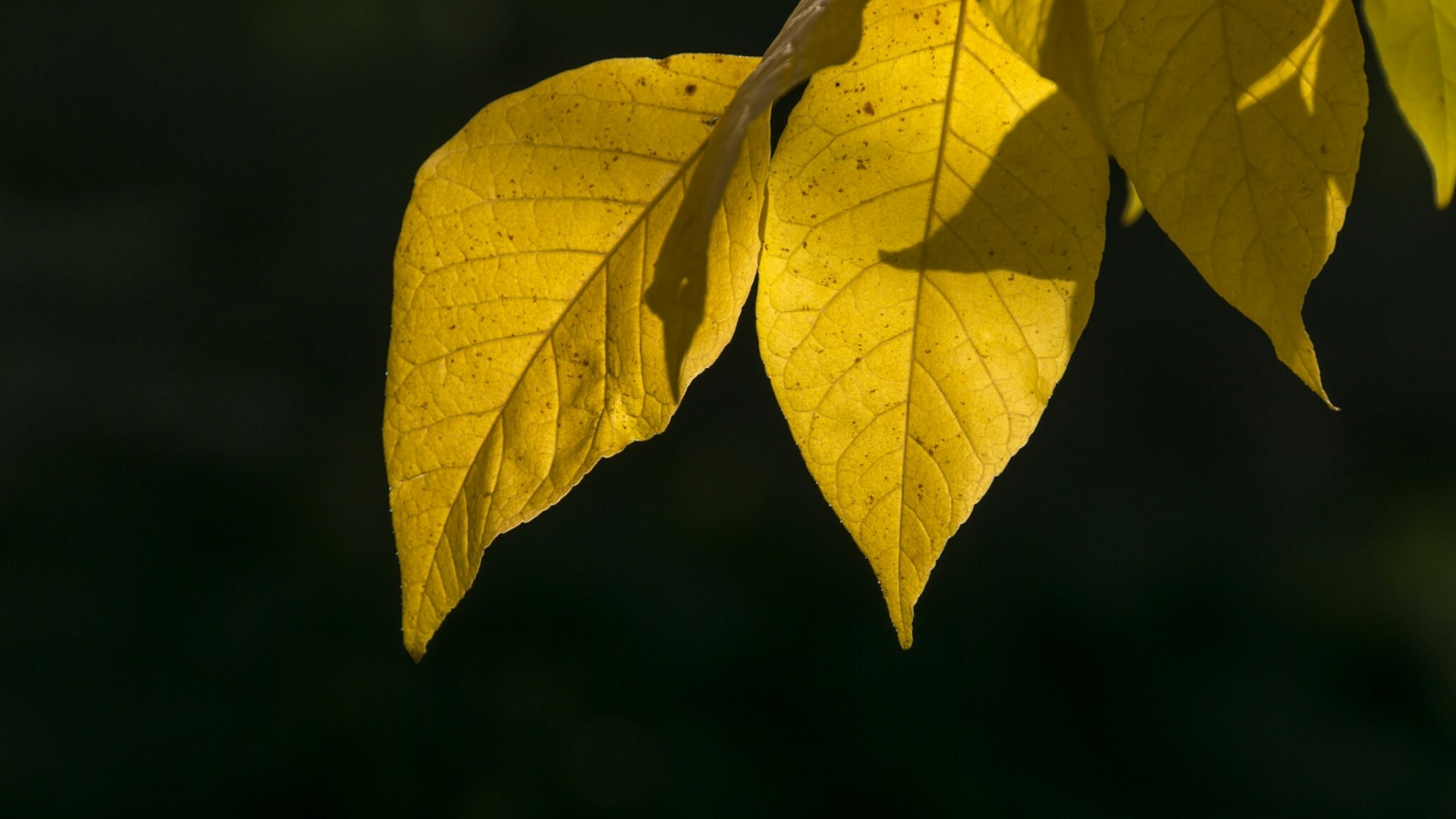 Yellow autumn leaves on a dark background HD Wallpaper