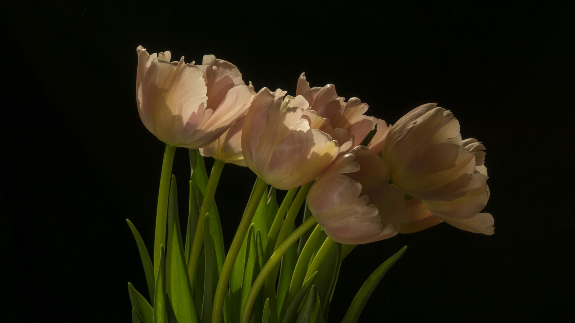 Light Pink Tulips on Black Background HD Wallpaper