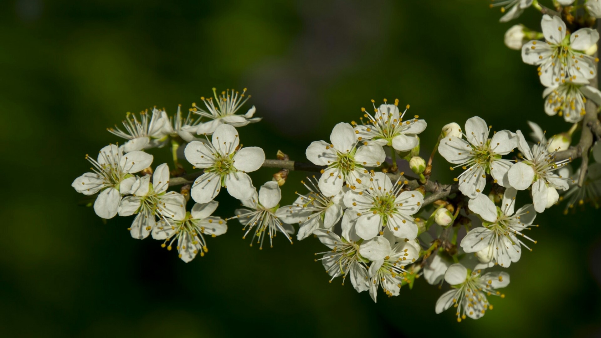 White apple blossoms on a branch HD Wallpaper