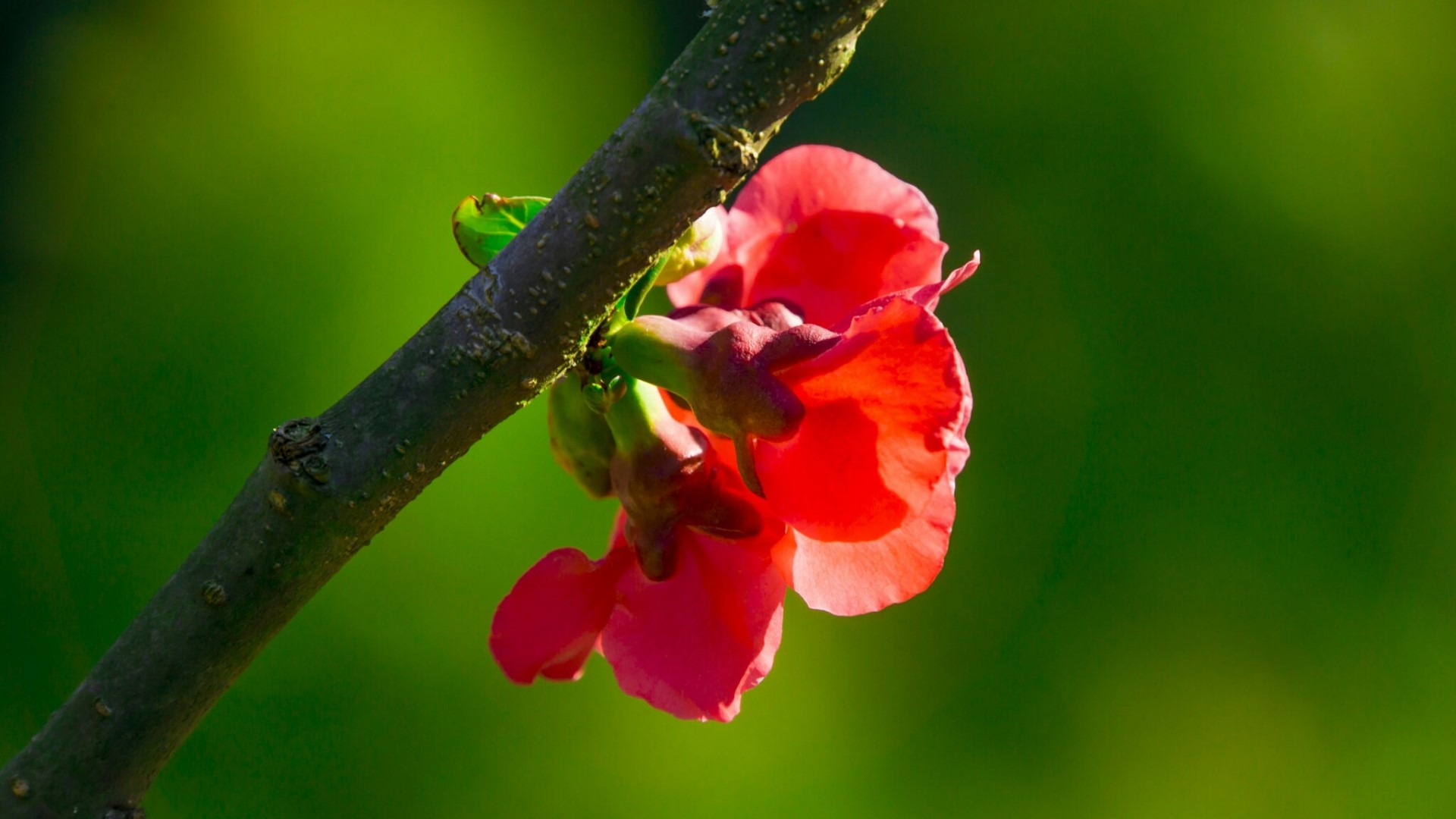 Red flower on a branch HD Wallpaper