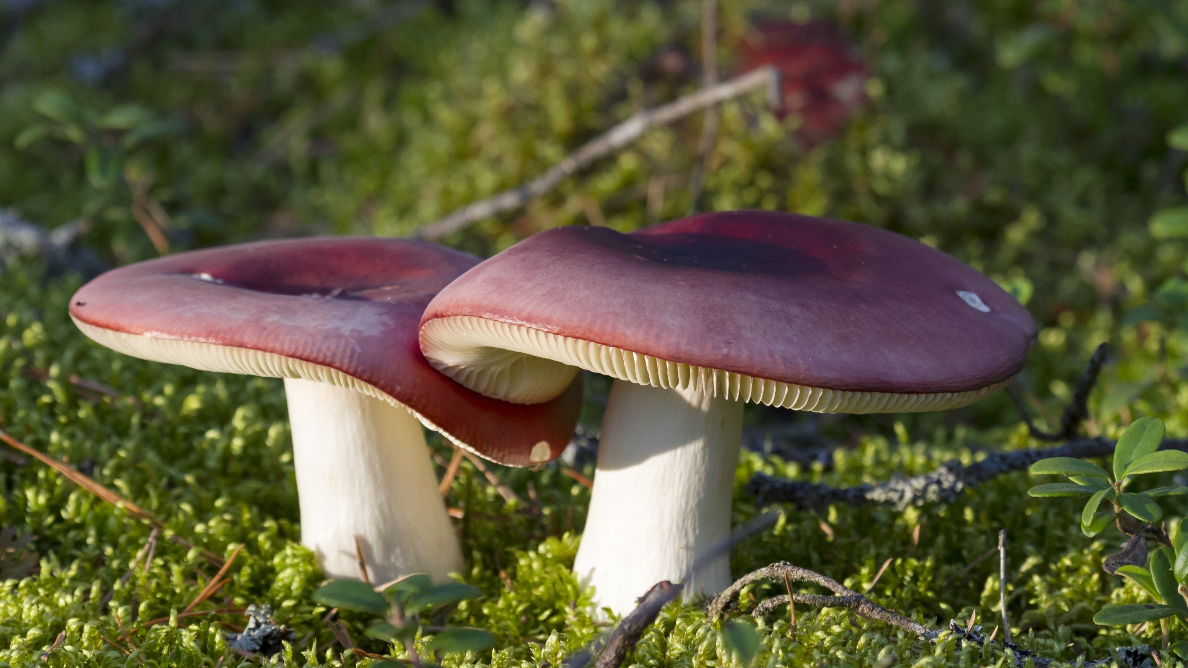 4K Mushrooms in Moss HD Wallpaper