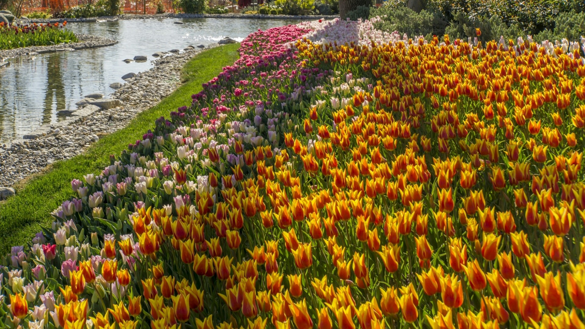 A park with a stream and a field of tulips HD Wallpaper